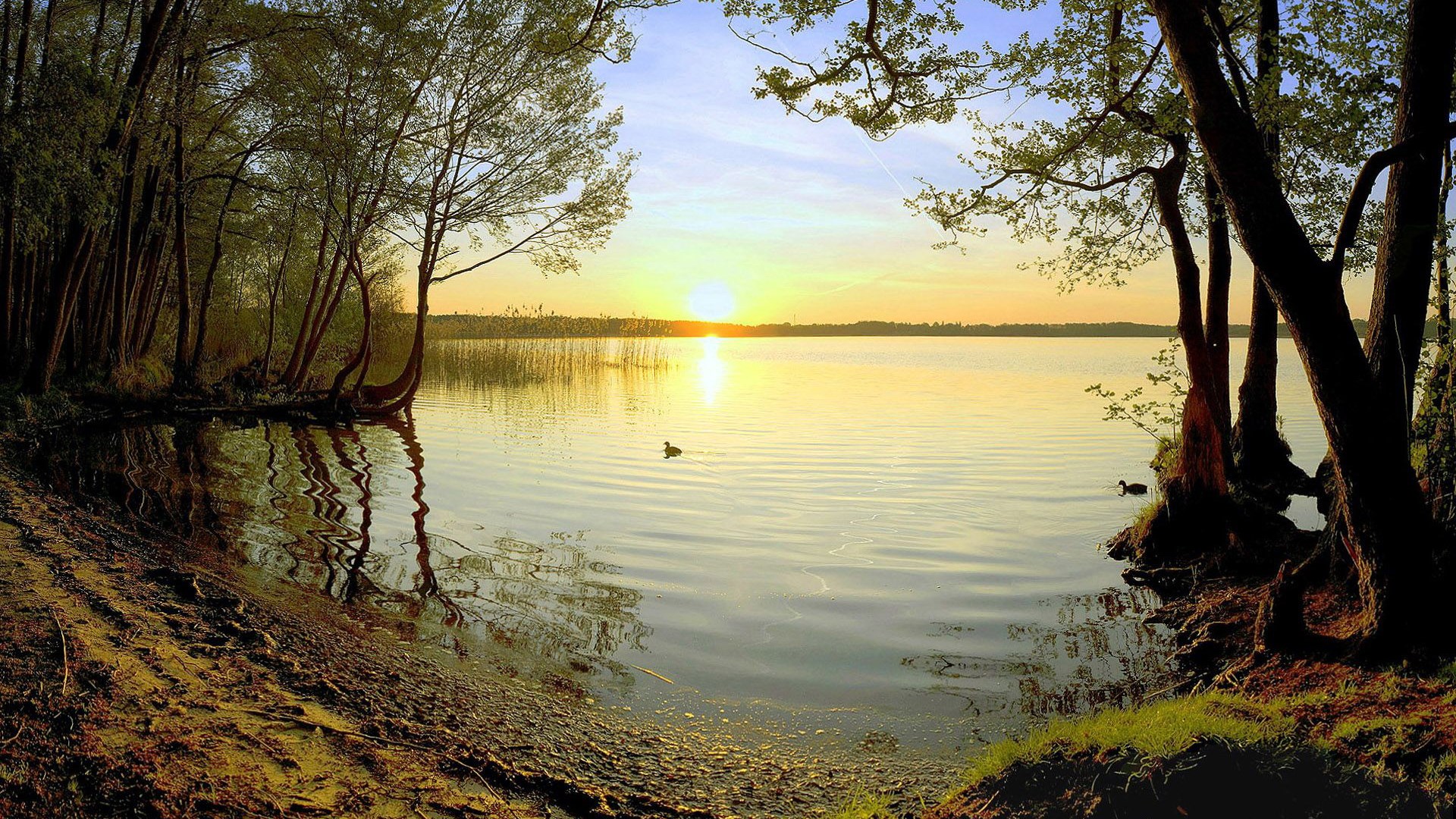 Sunset over a calm lake with trees and ducks HD Wallpaper