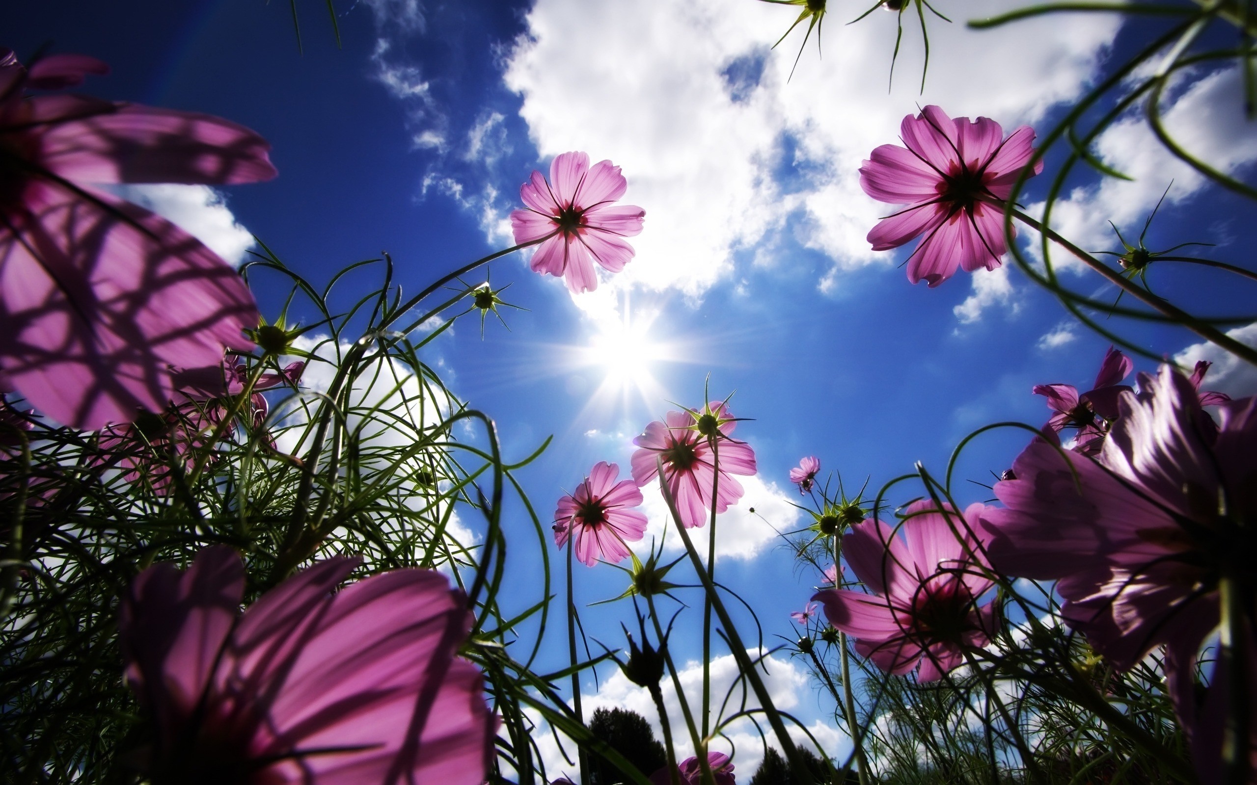 Purple flowers against a bright blue sky with sun HD Wallpaper