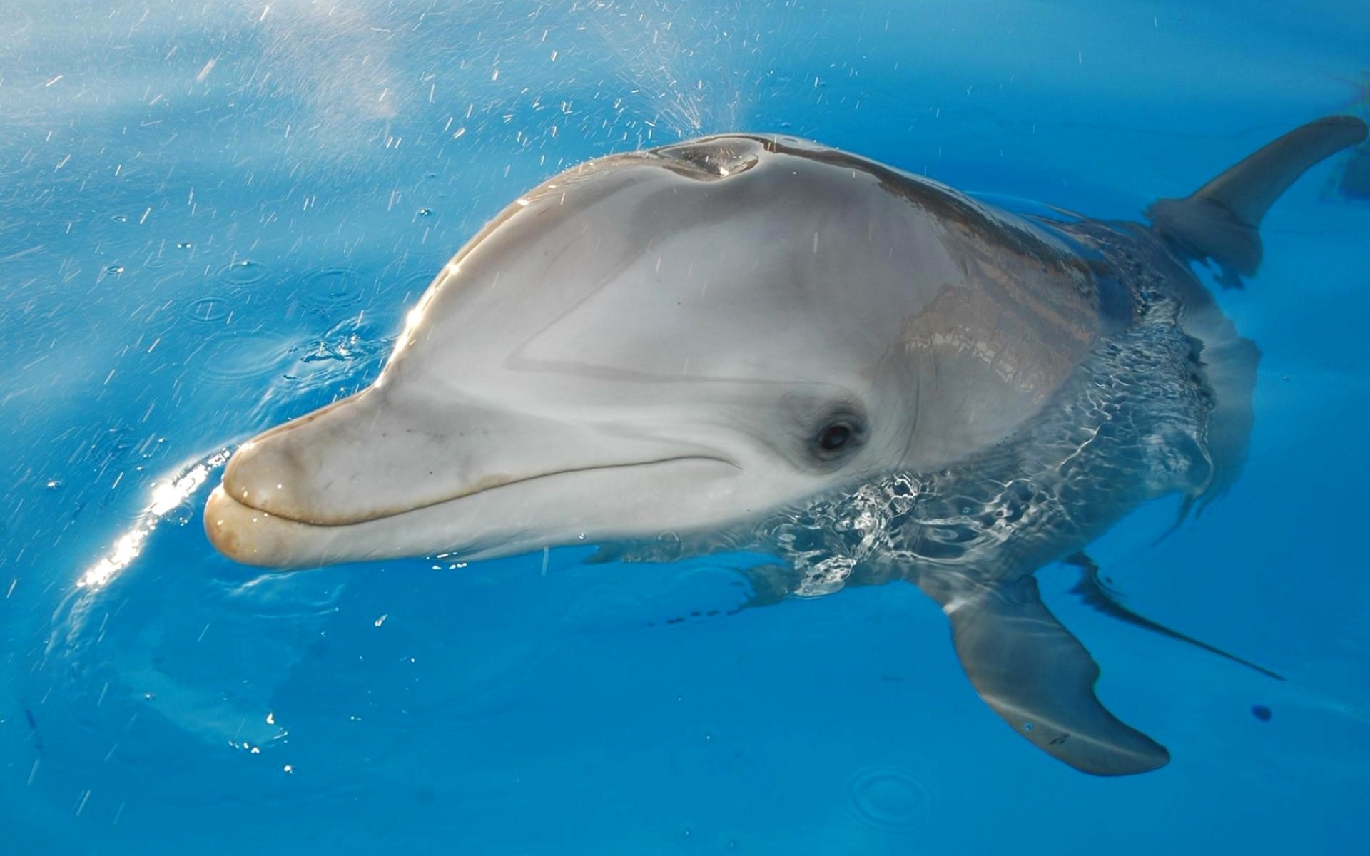 Dolphin swimming in blue water with water splashes HD Wallpaper