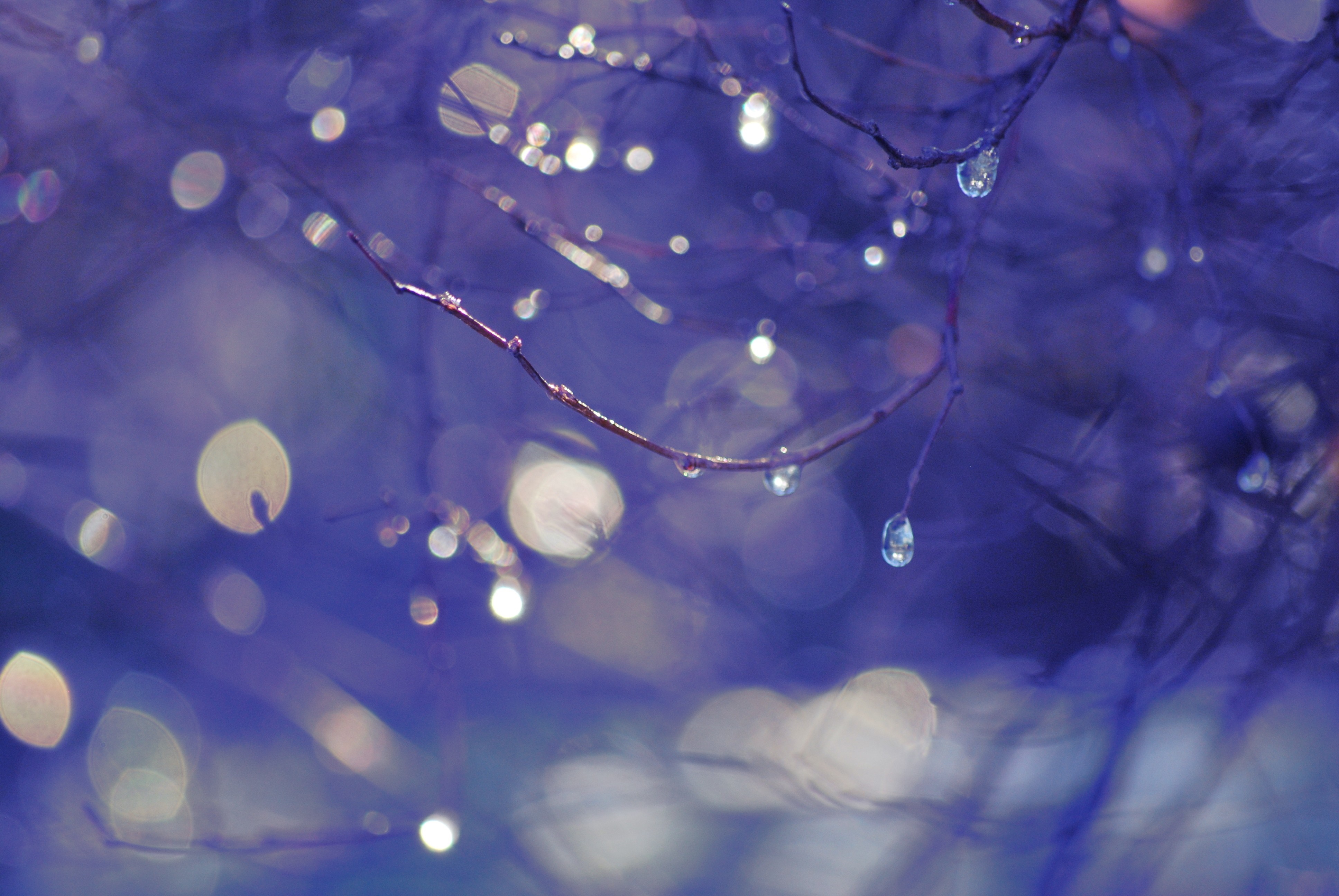 Water drops on a blue branch with bokeh HD Wallpaper