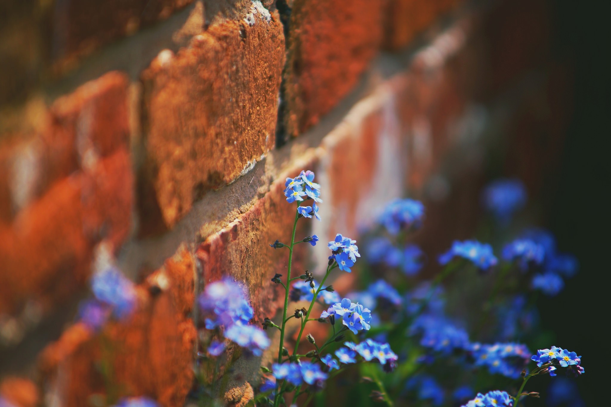 Blue forget-me-not flowers against a brick wall HD Wallpaper