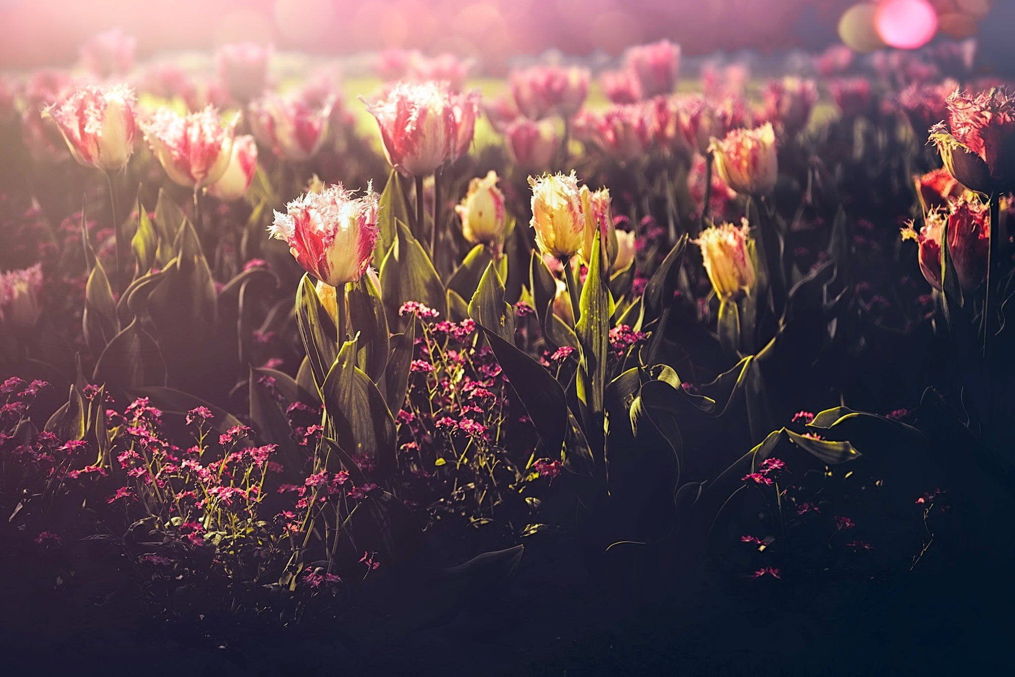 Field of tulips with pink and yellow petals in sunlight HD Wallpaper