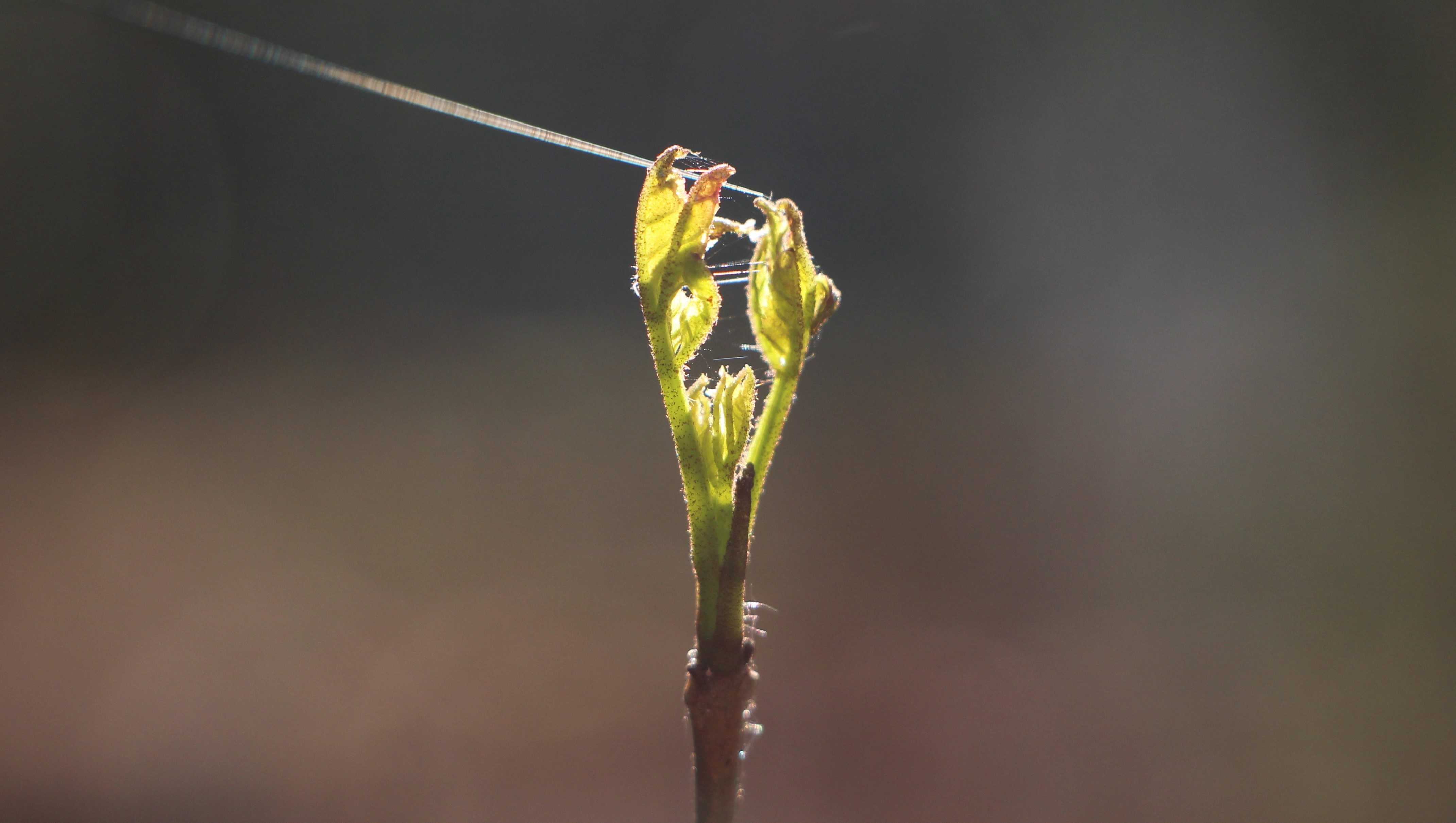 Close-up of a new plant sprout with spiderwebs HD Wallpaper