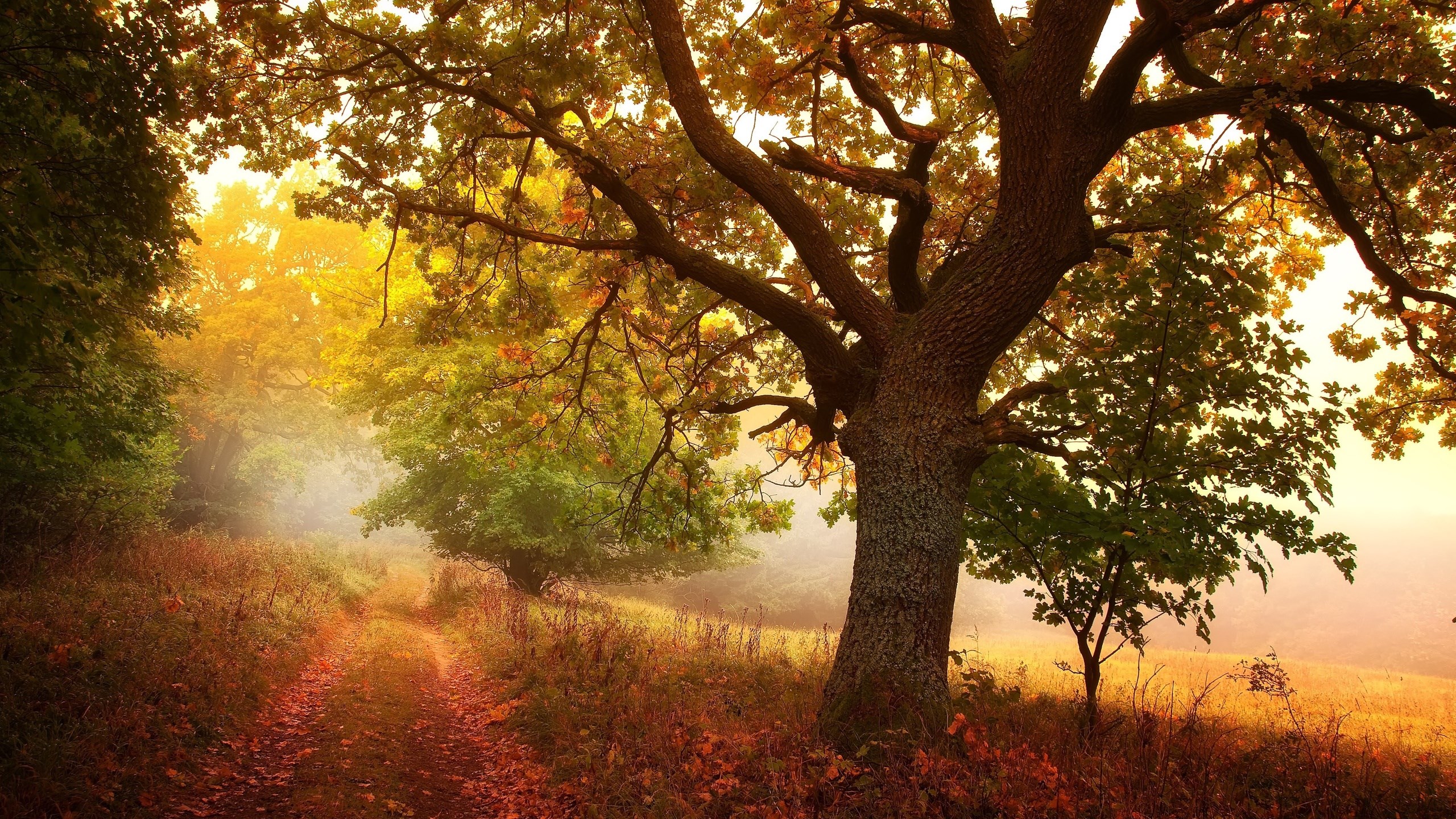 Autumn forest path with large oak tree HD Wallpaper