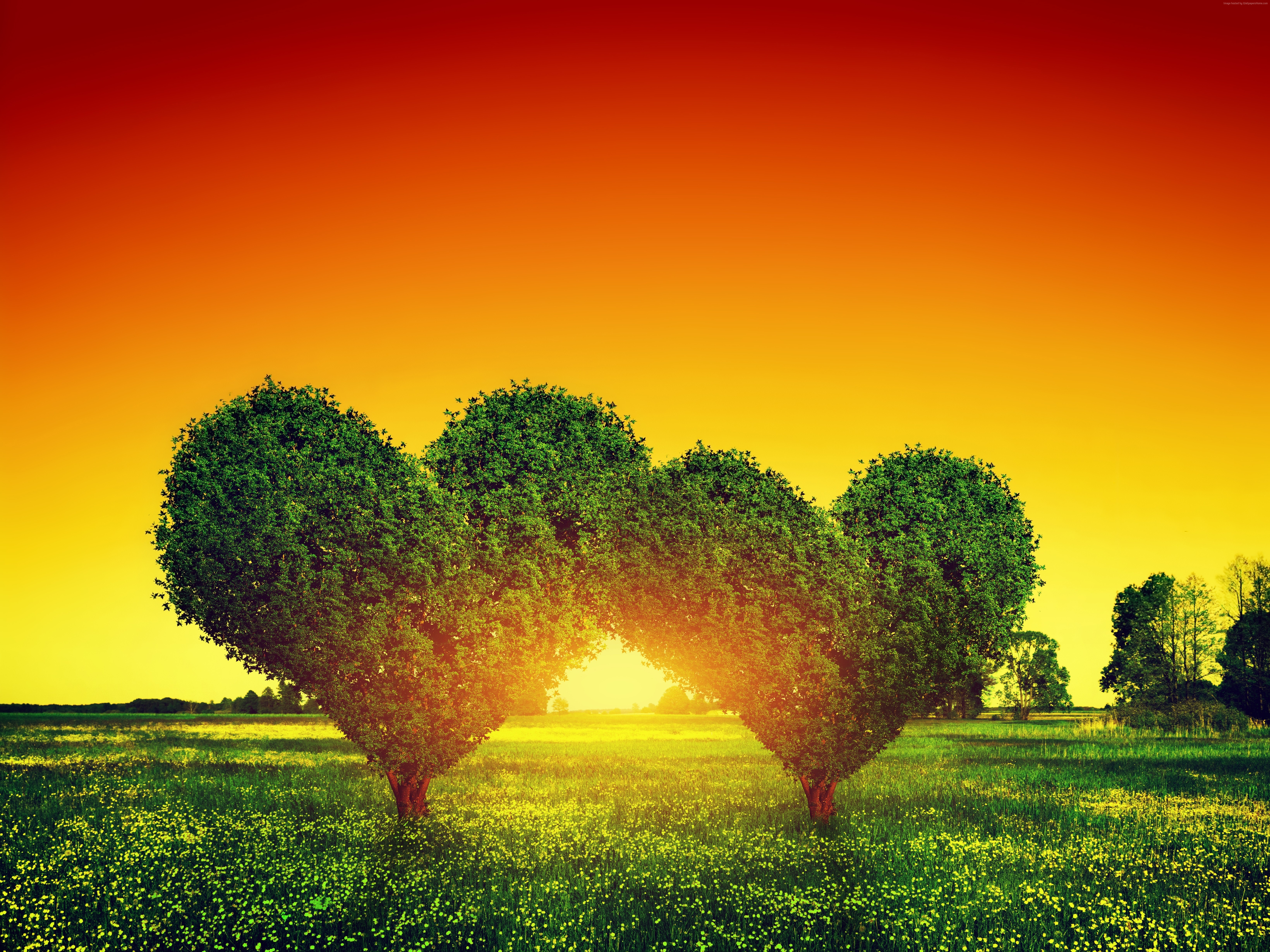 Heart-shaped trees in a field at sunset HD Wallpaper