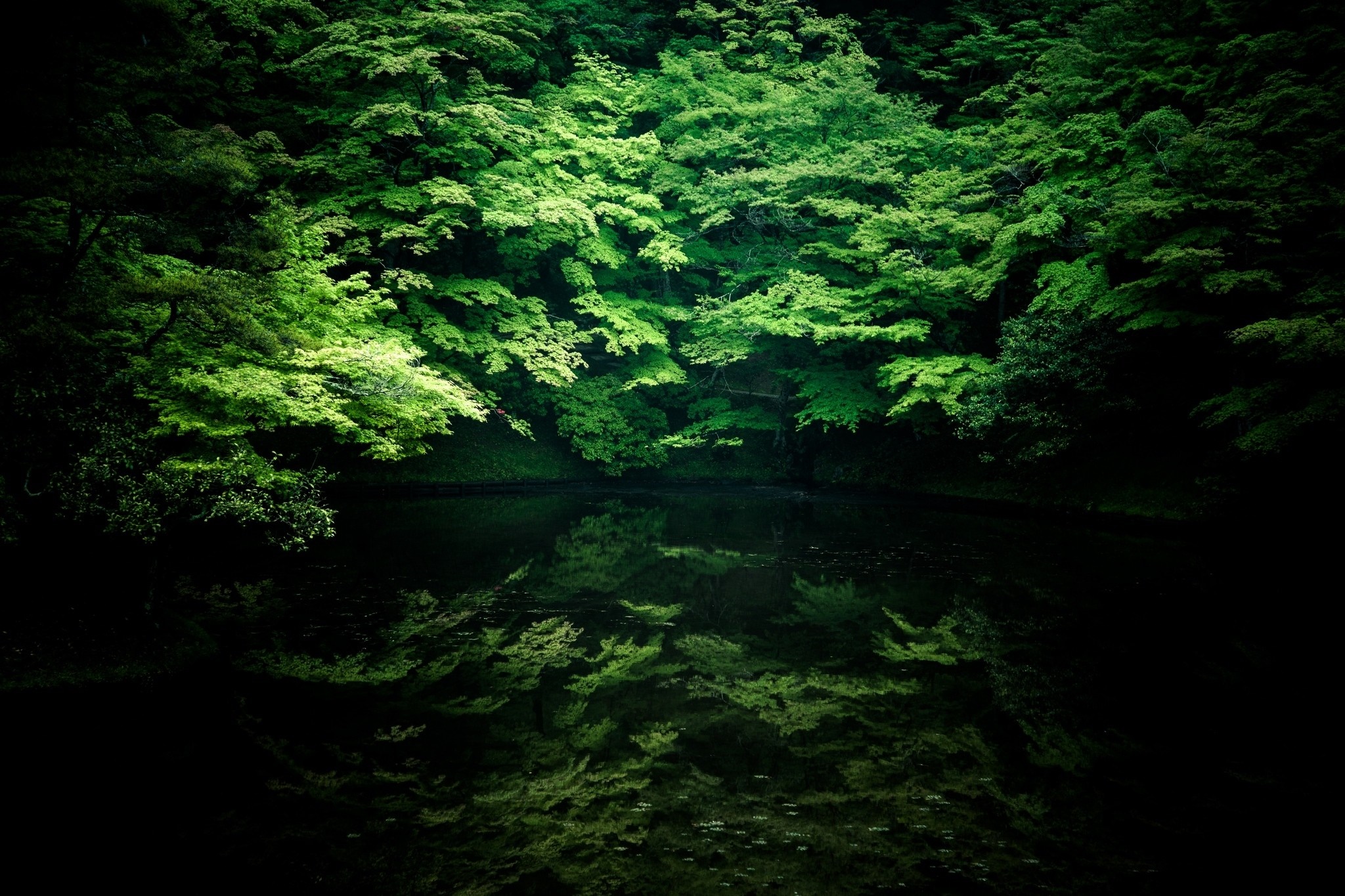 Green trees reflecting in dark water HD Wallpaper