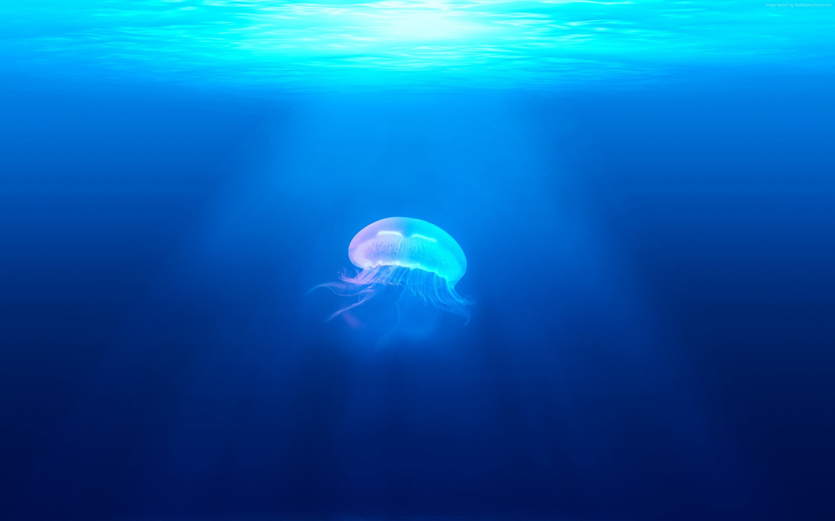 Jellyfish underwater with light rays HD Wallpaper