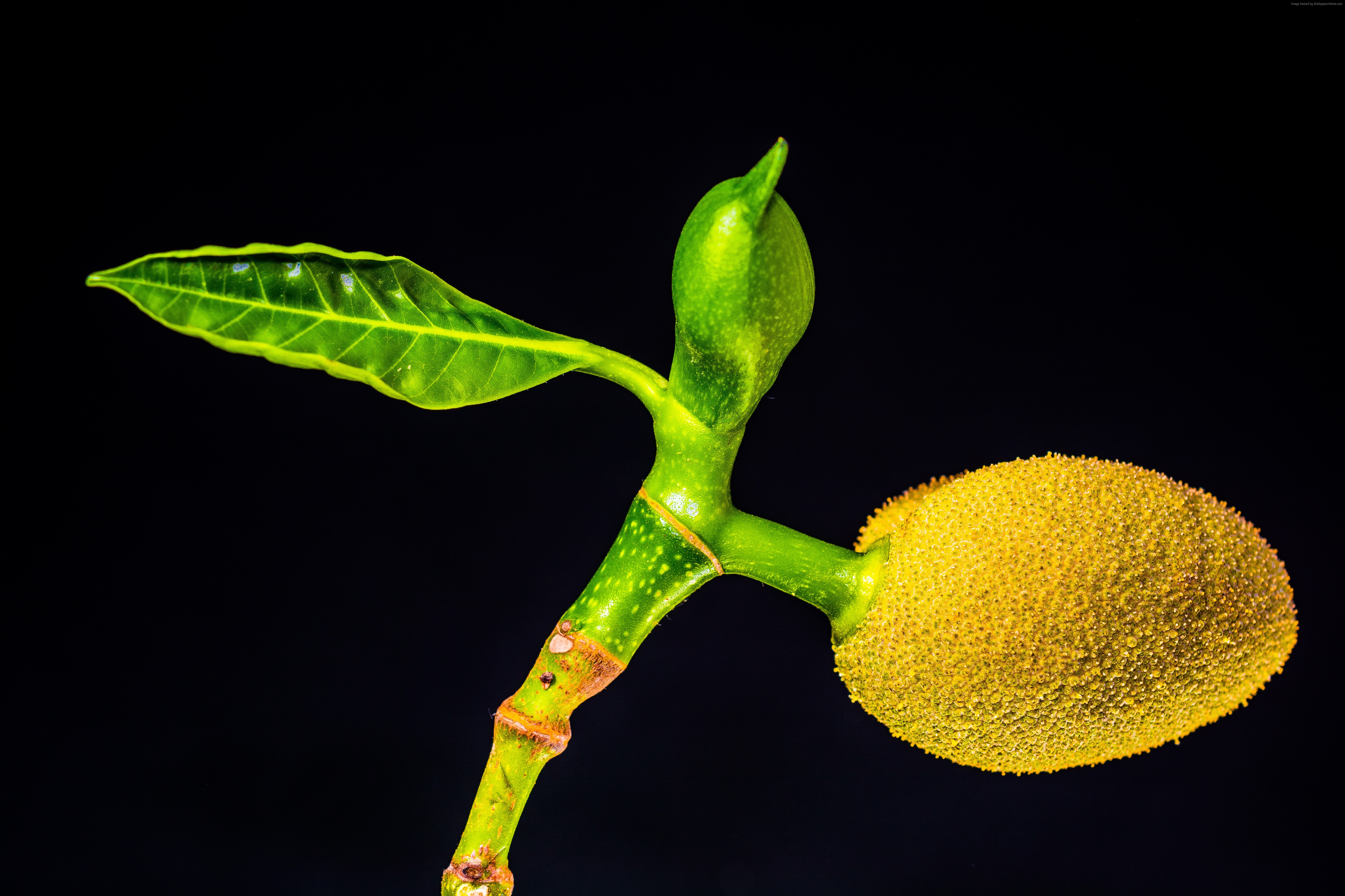 Jackfruit bud and leaf on black background HD Wallpaper