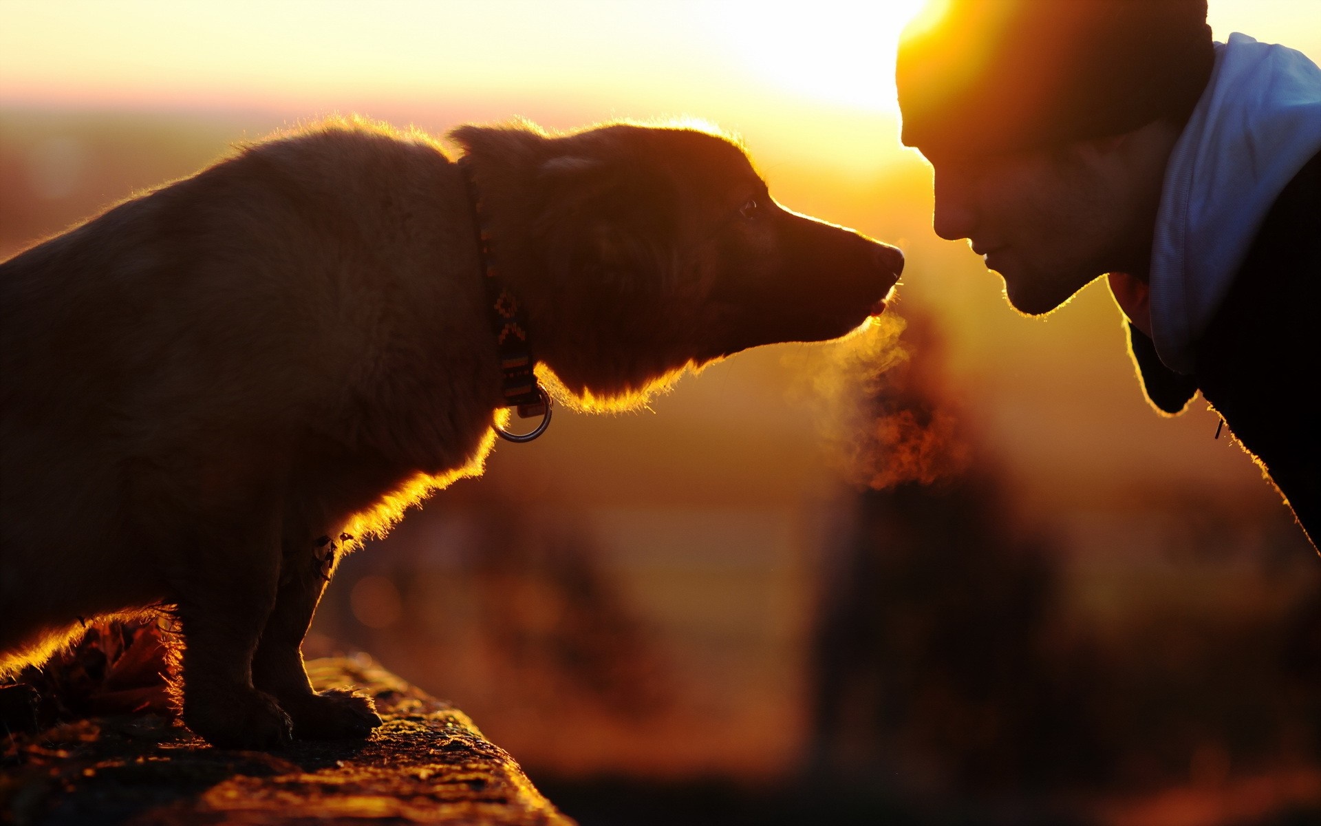 Man and dog at sunset HD Wallpaper