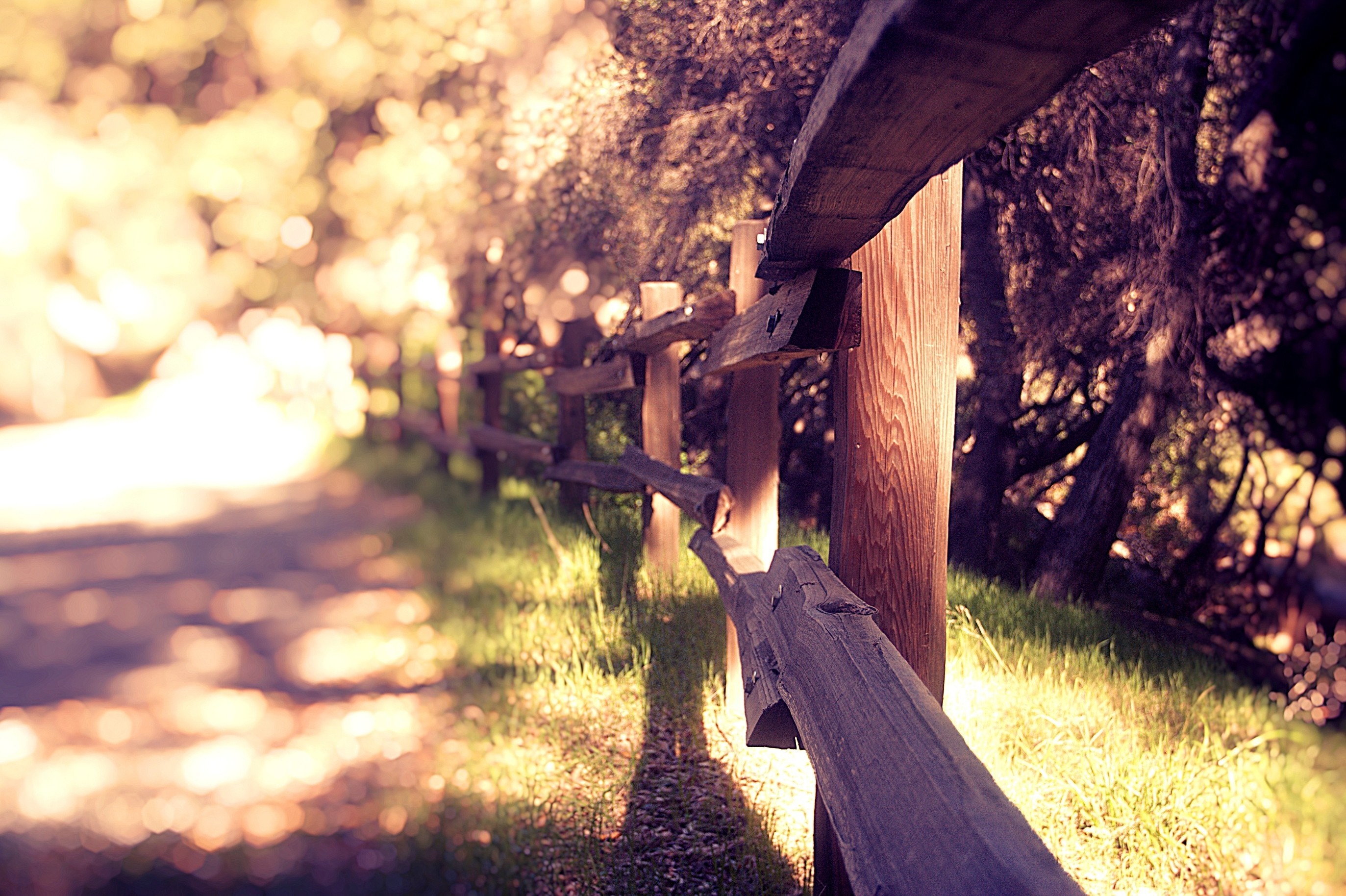 Wooden fence along a path in a forest HD Wallpaper