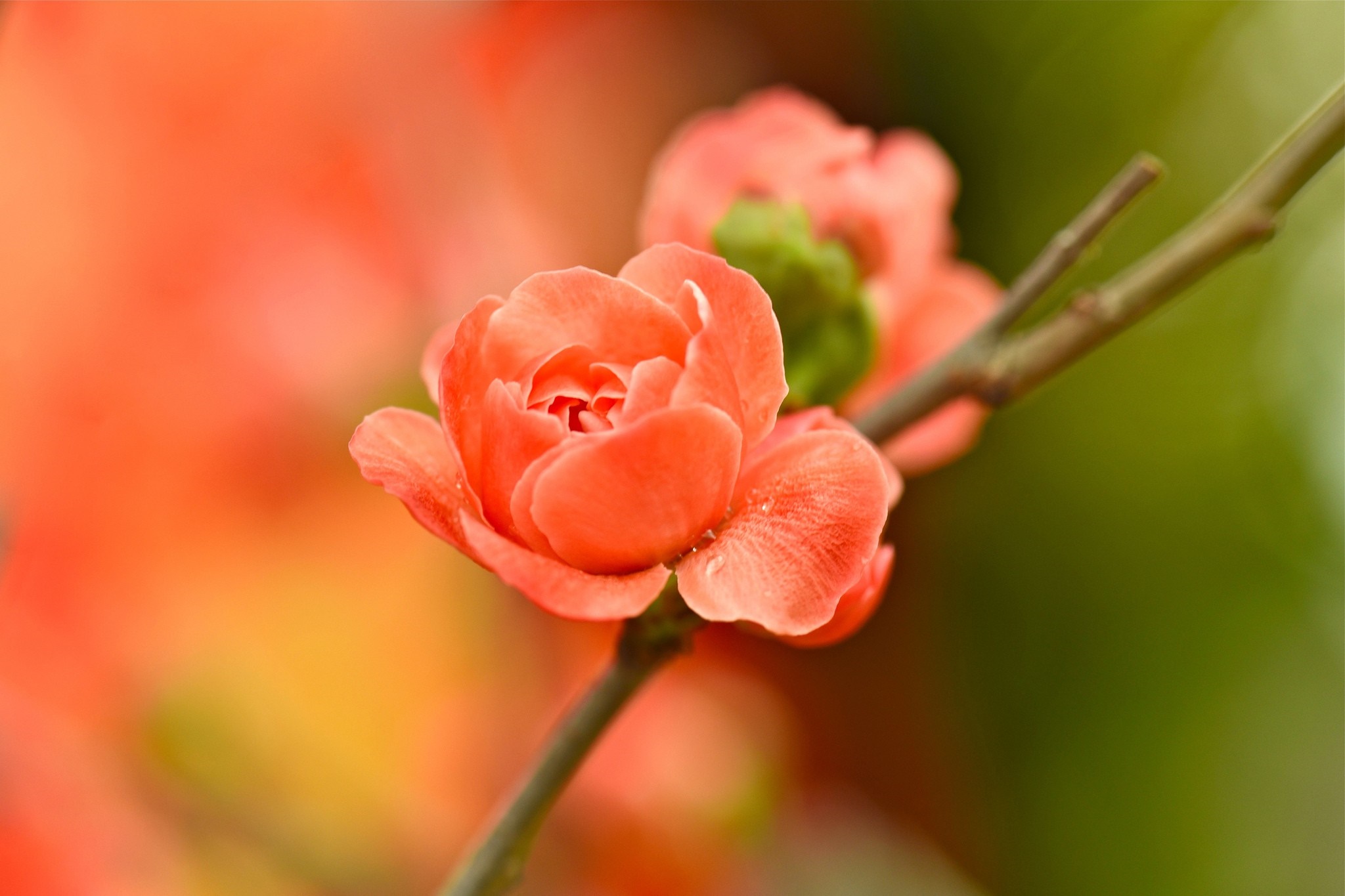 Close-up of a pink Japanese quince flower on a branch HD Wallpaper