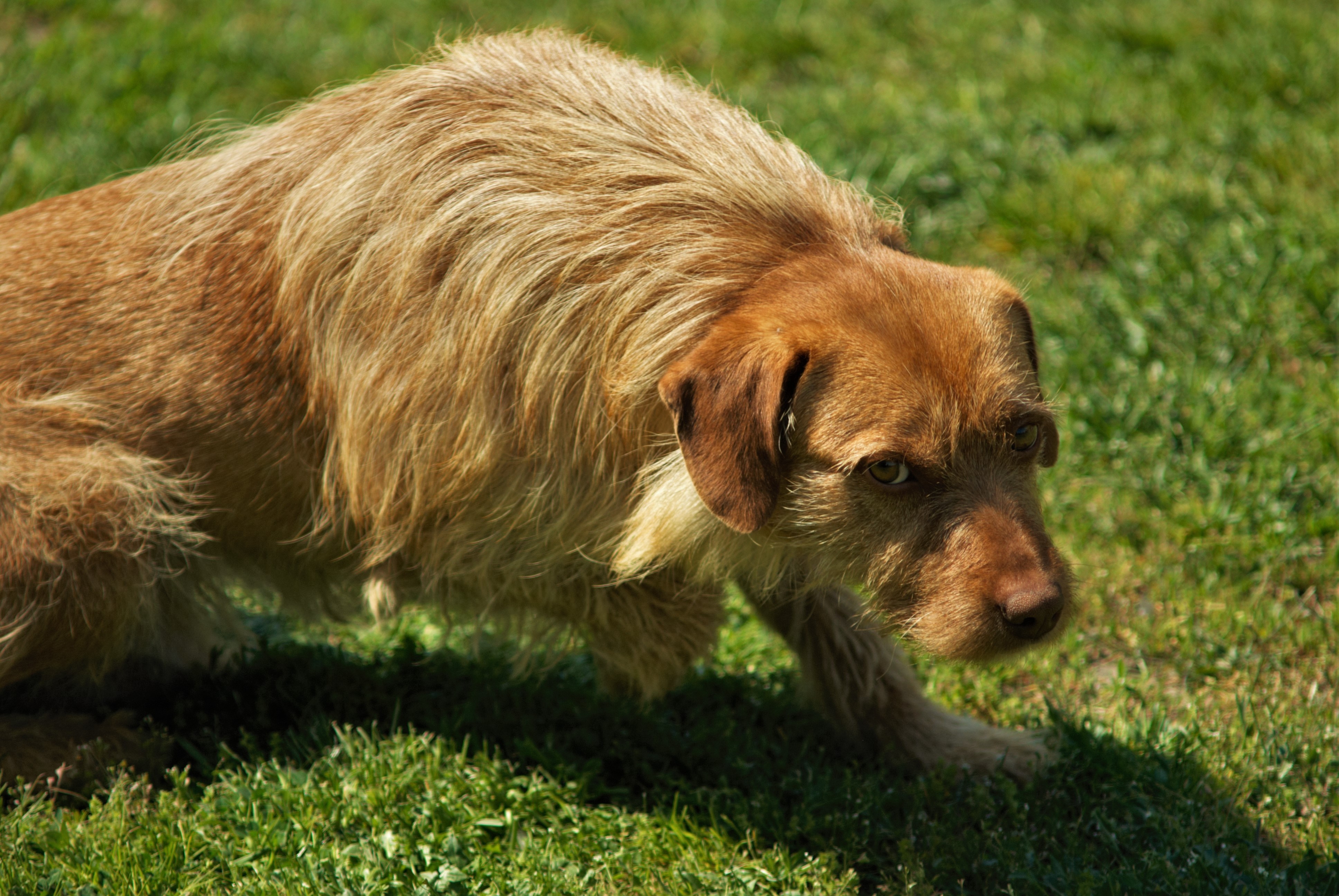 A scruffy terrier dog crouches on green grass HD Wallpaper