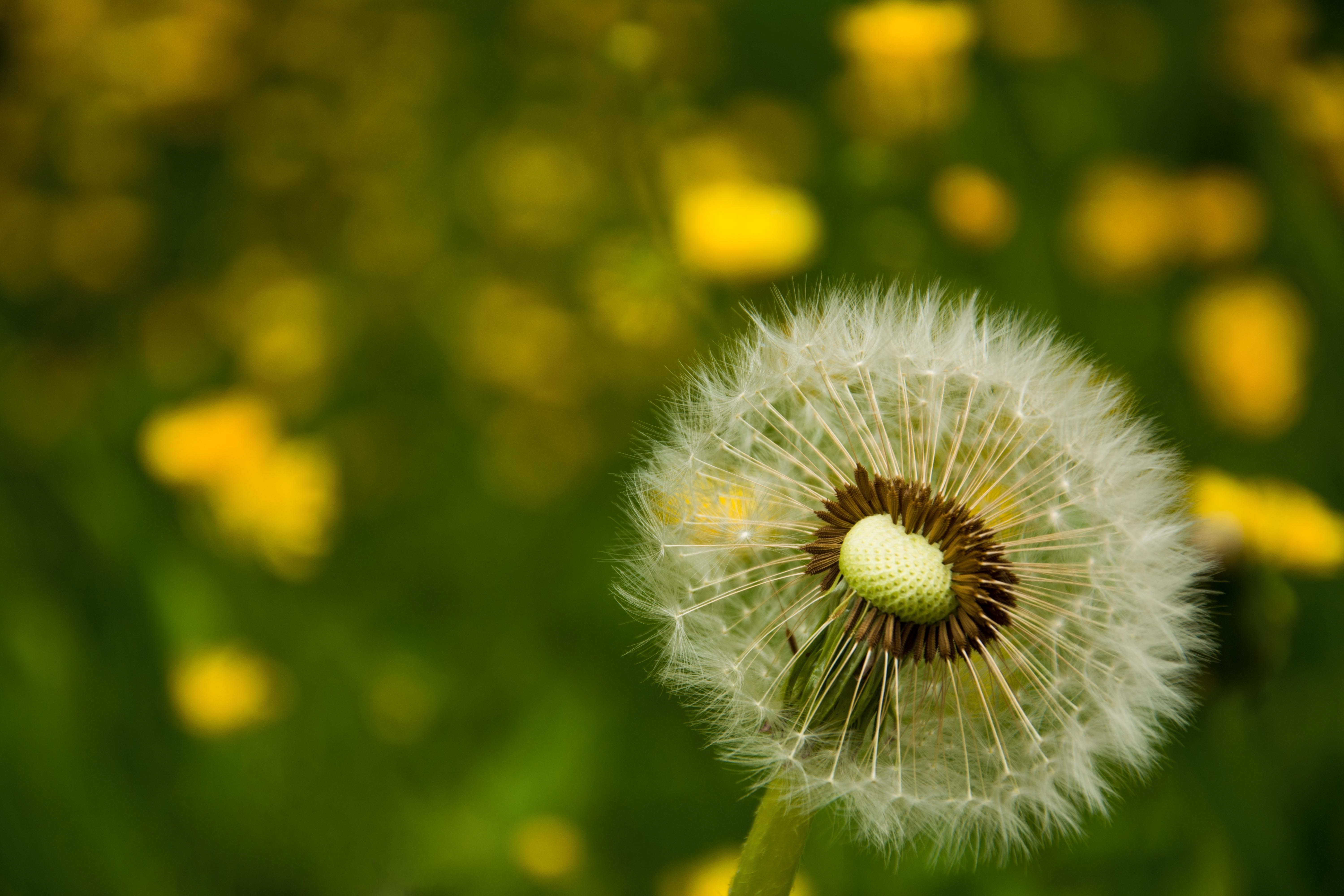 Close-up of a dandelion seed head with yellow flowers HD Wallpaper