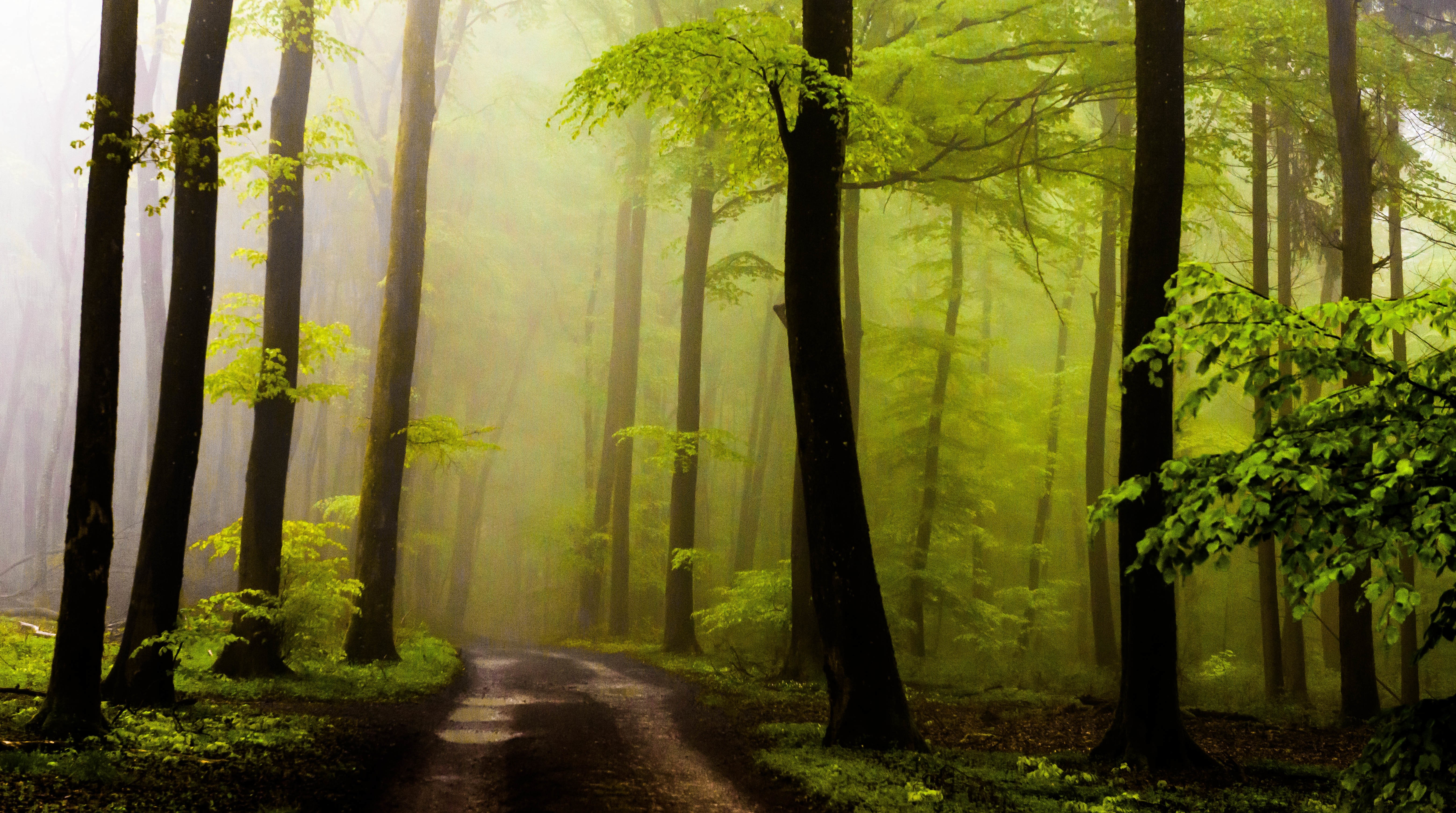Misty forest path with sunlight filtering through trees HD Wallpaper