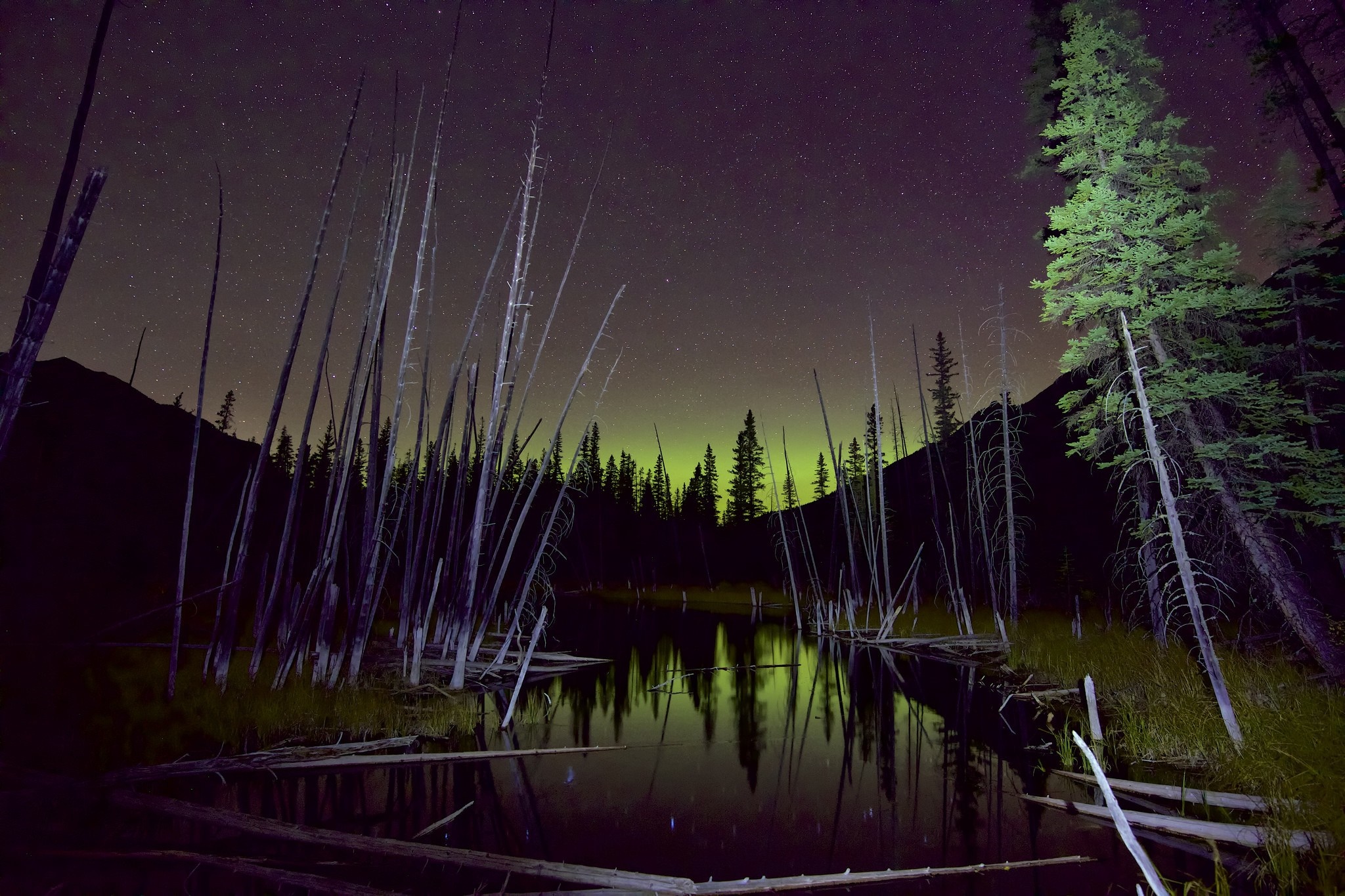 Aurora Borealis over a forest lake with dead trees HD Wallpaper