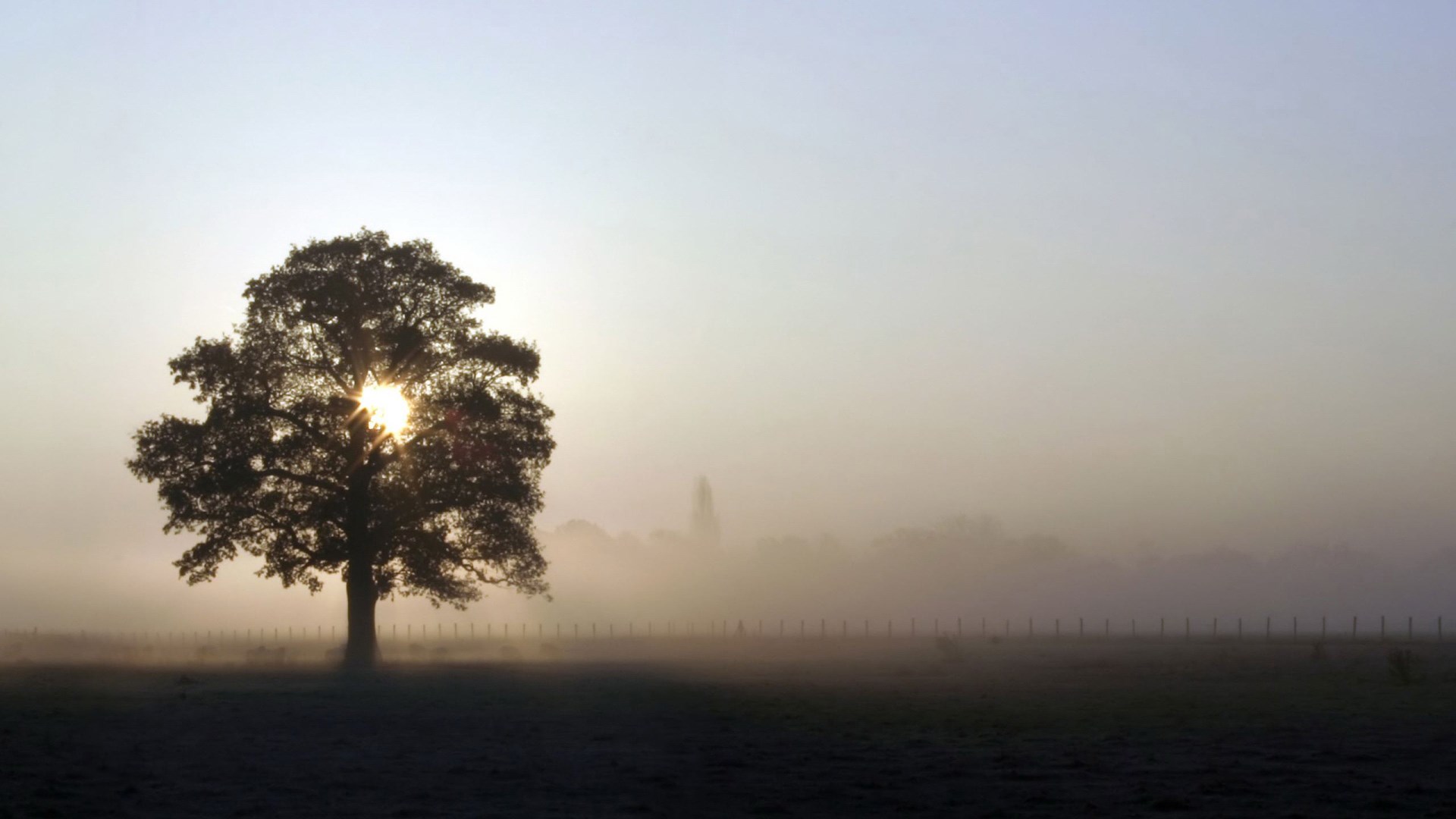 Lone tree silhouetted against misty sunrise HD Wallpaper