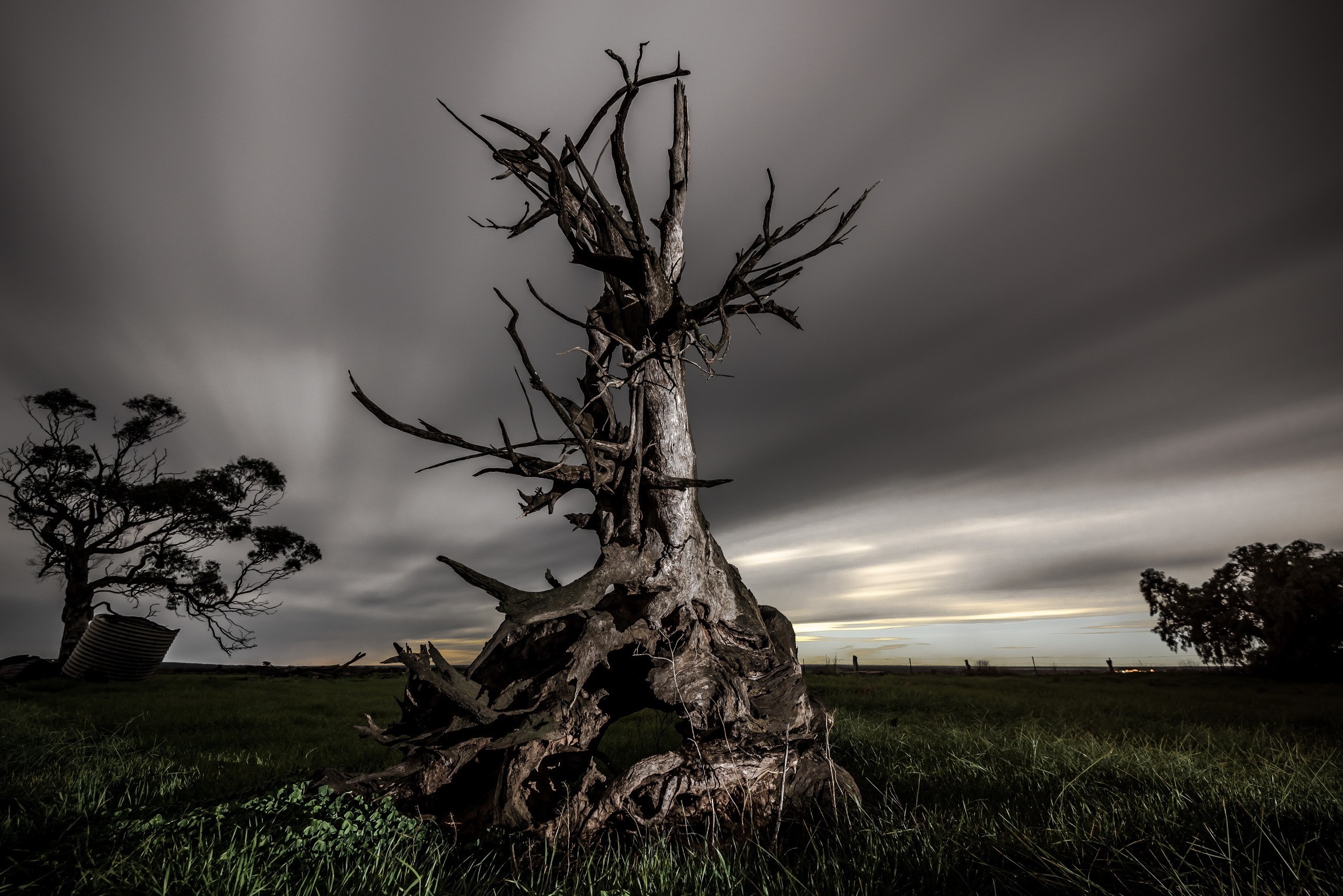 Dead trees in a grassy field under cloudy sky HD Wallpaper