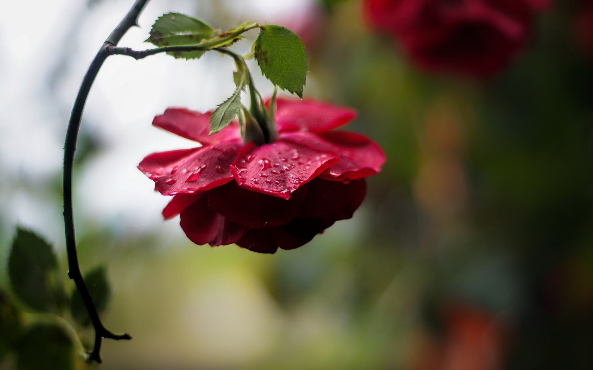 Red rose with water droplets on petals HD Wallpaper