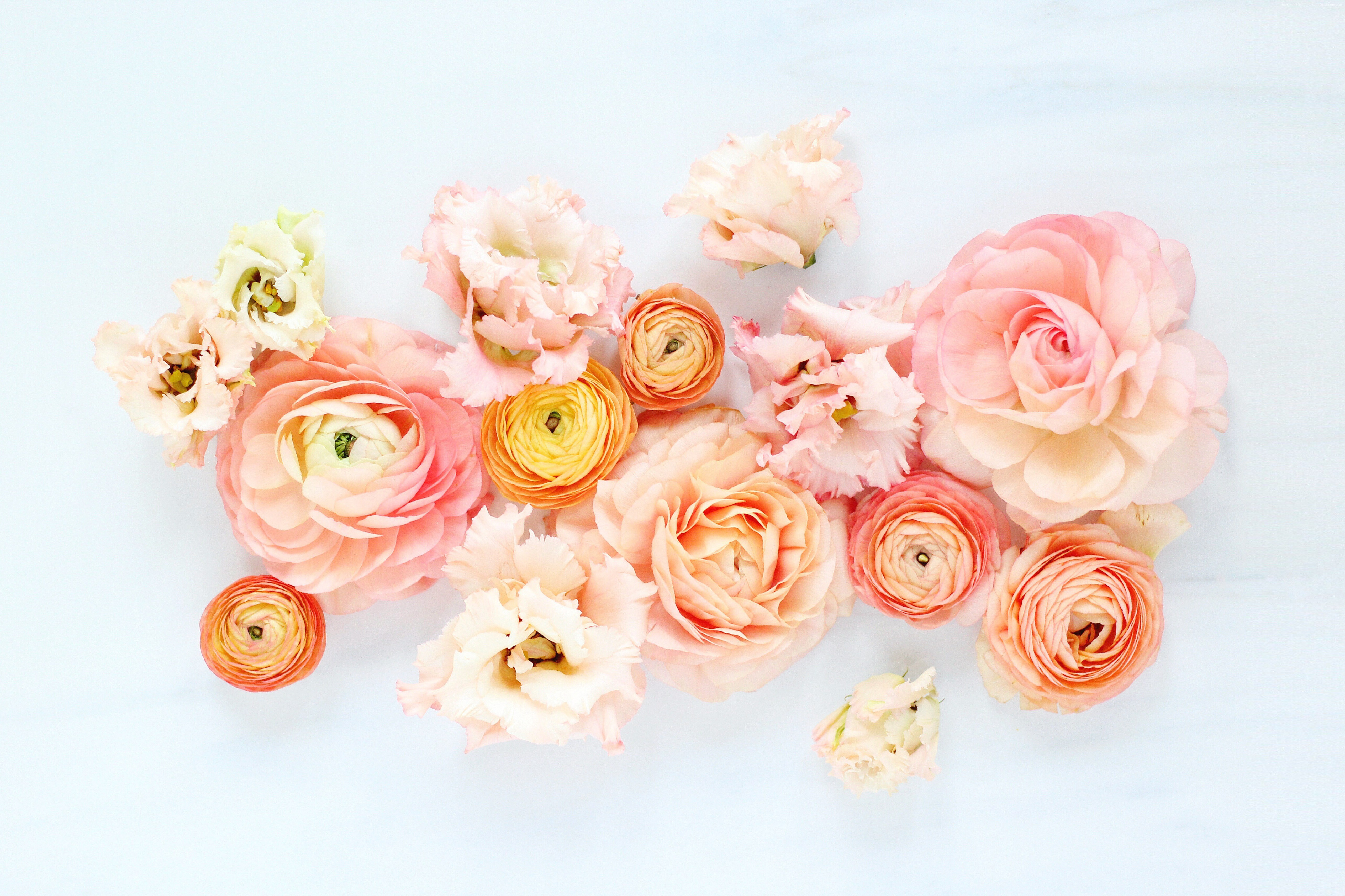 Assortment of pink and orange ranunculus flowers HD Wallpaper