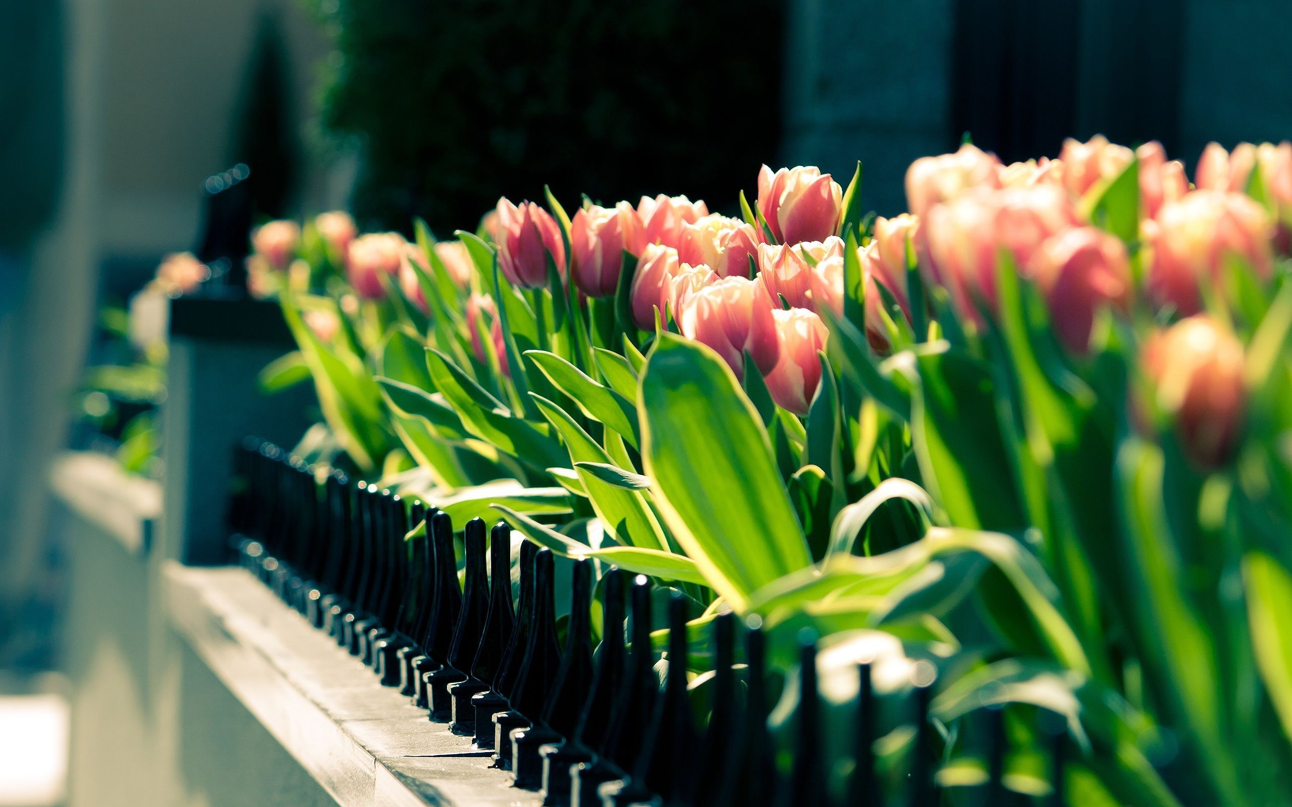 Pink and white tulips behind a black fence HD Wallpaper