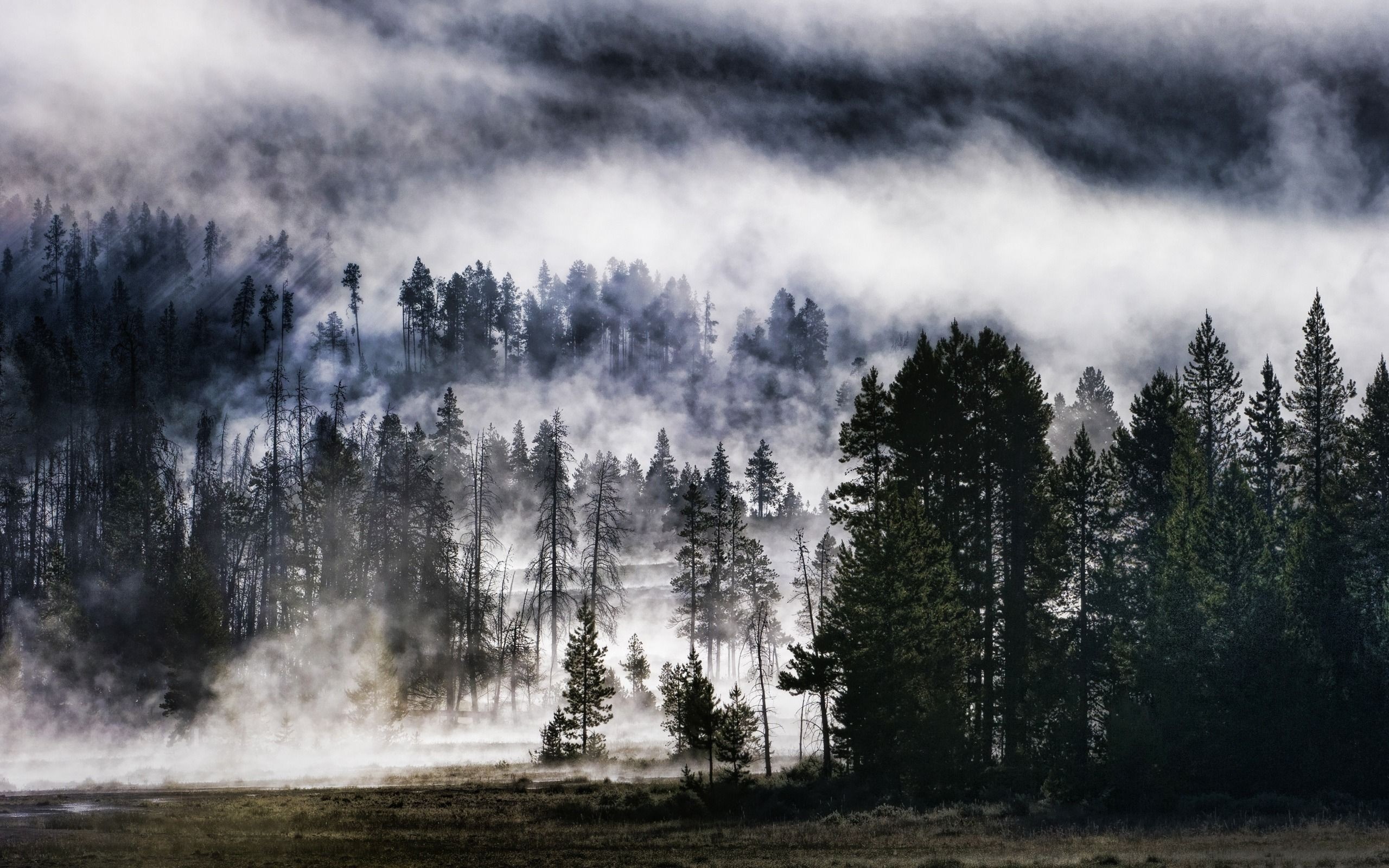 Misty forest landscape with tall trees HD Wallpaper