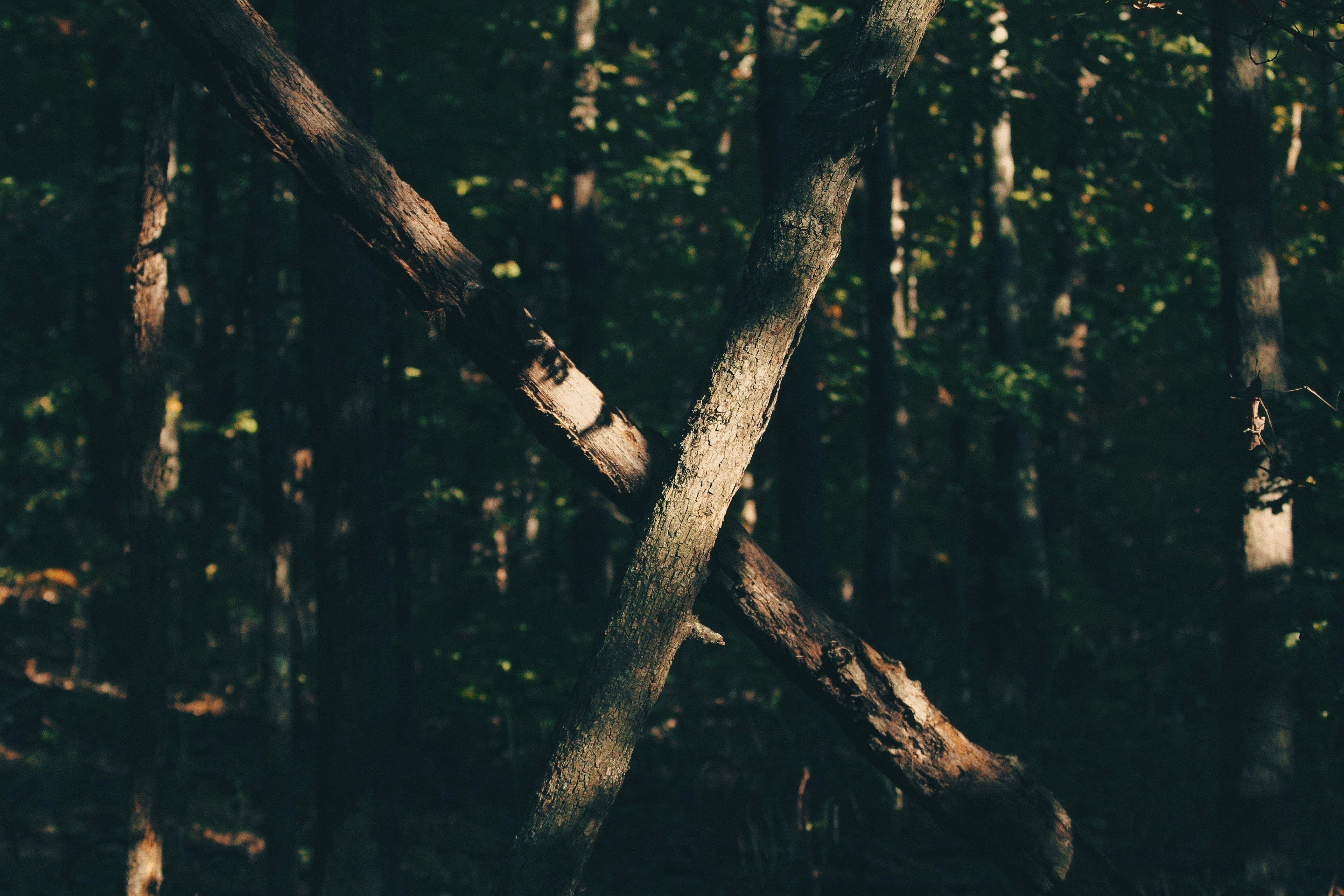 Two trees crossing in a dark forest HD Wallpaper