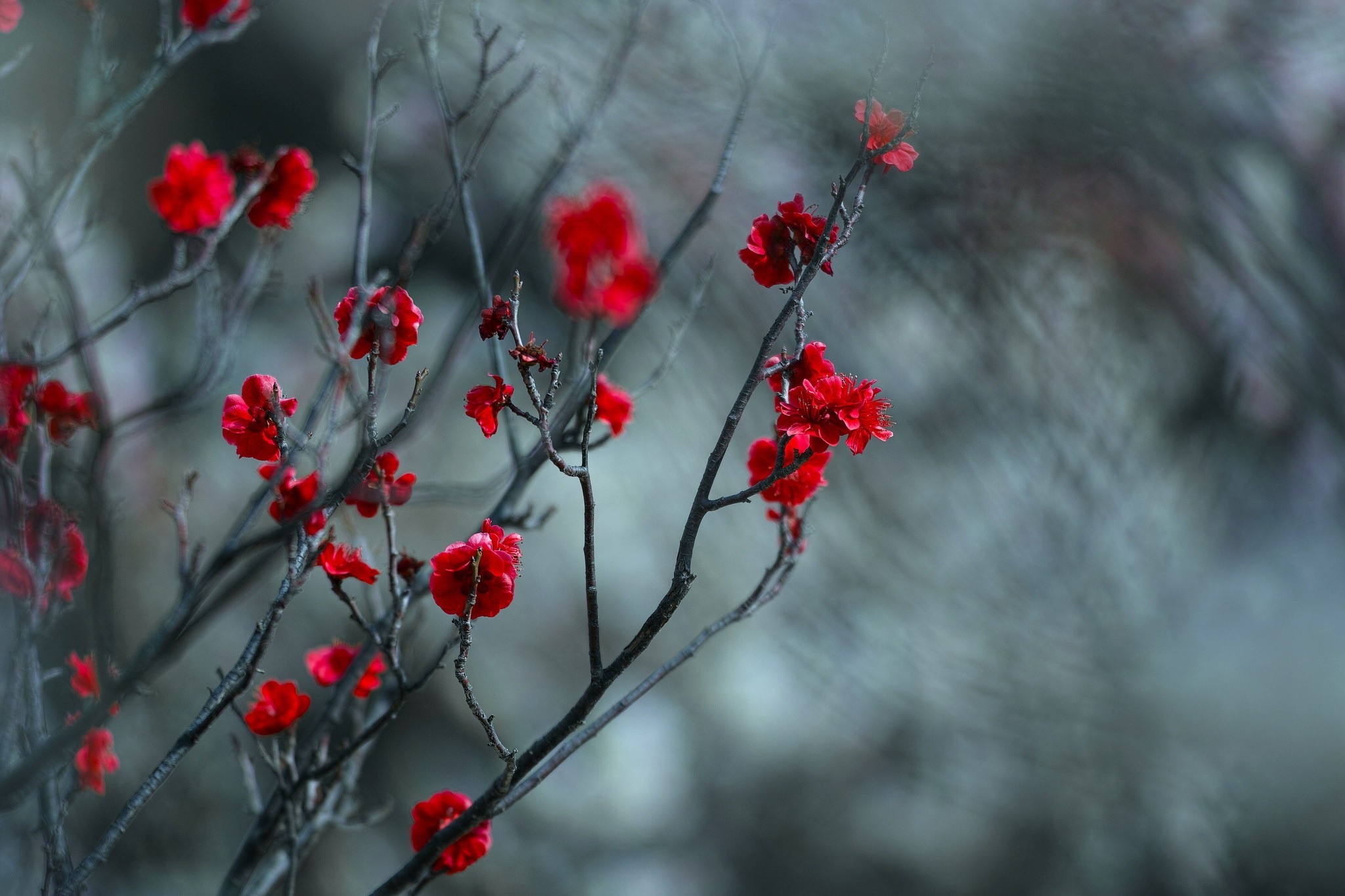 Red plum blossoms on dark branches HD Wallpaper