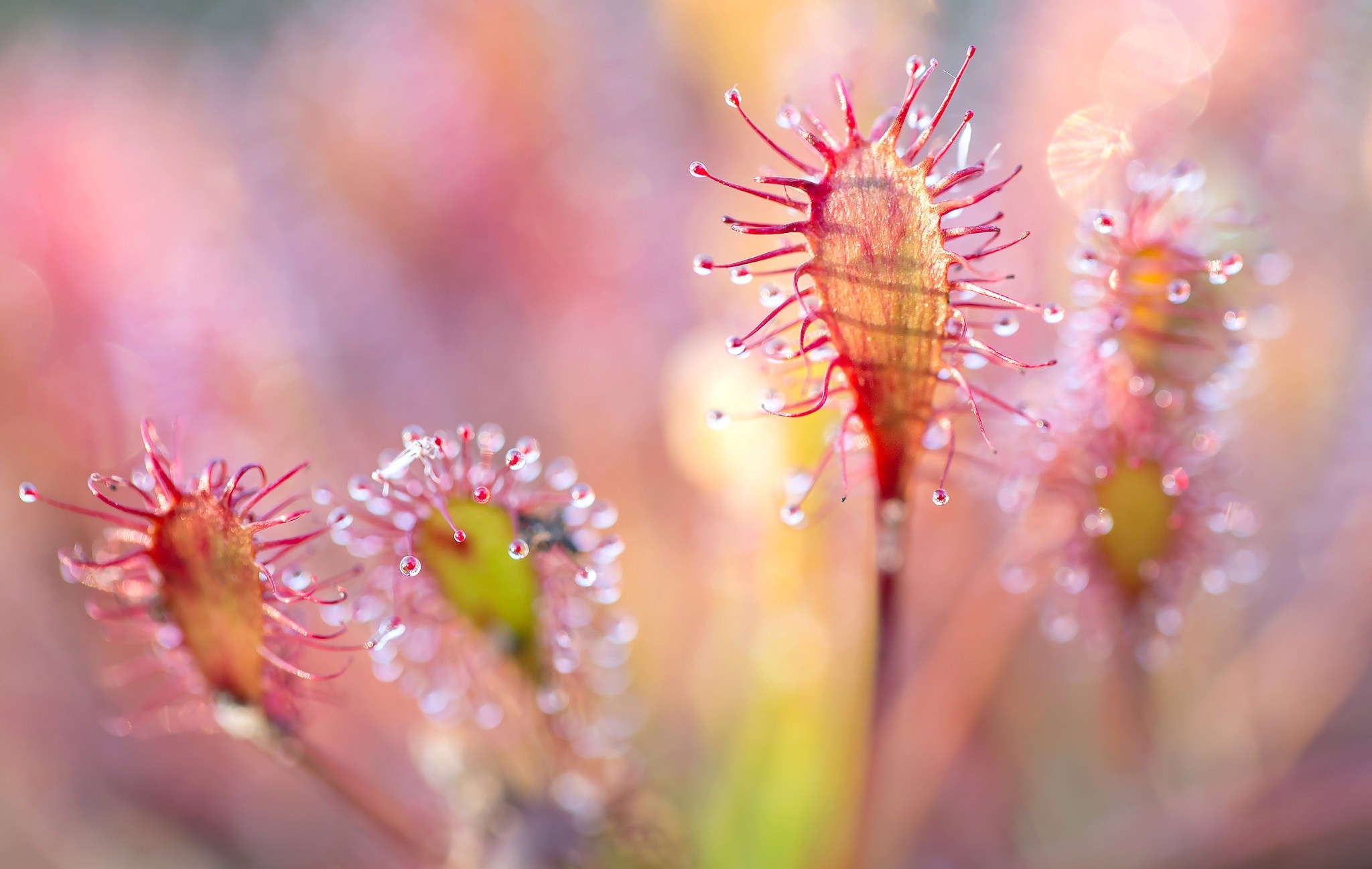 Macro photography of sundew plants with water droplets HD Wallpaper