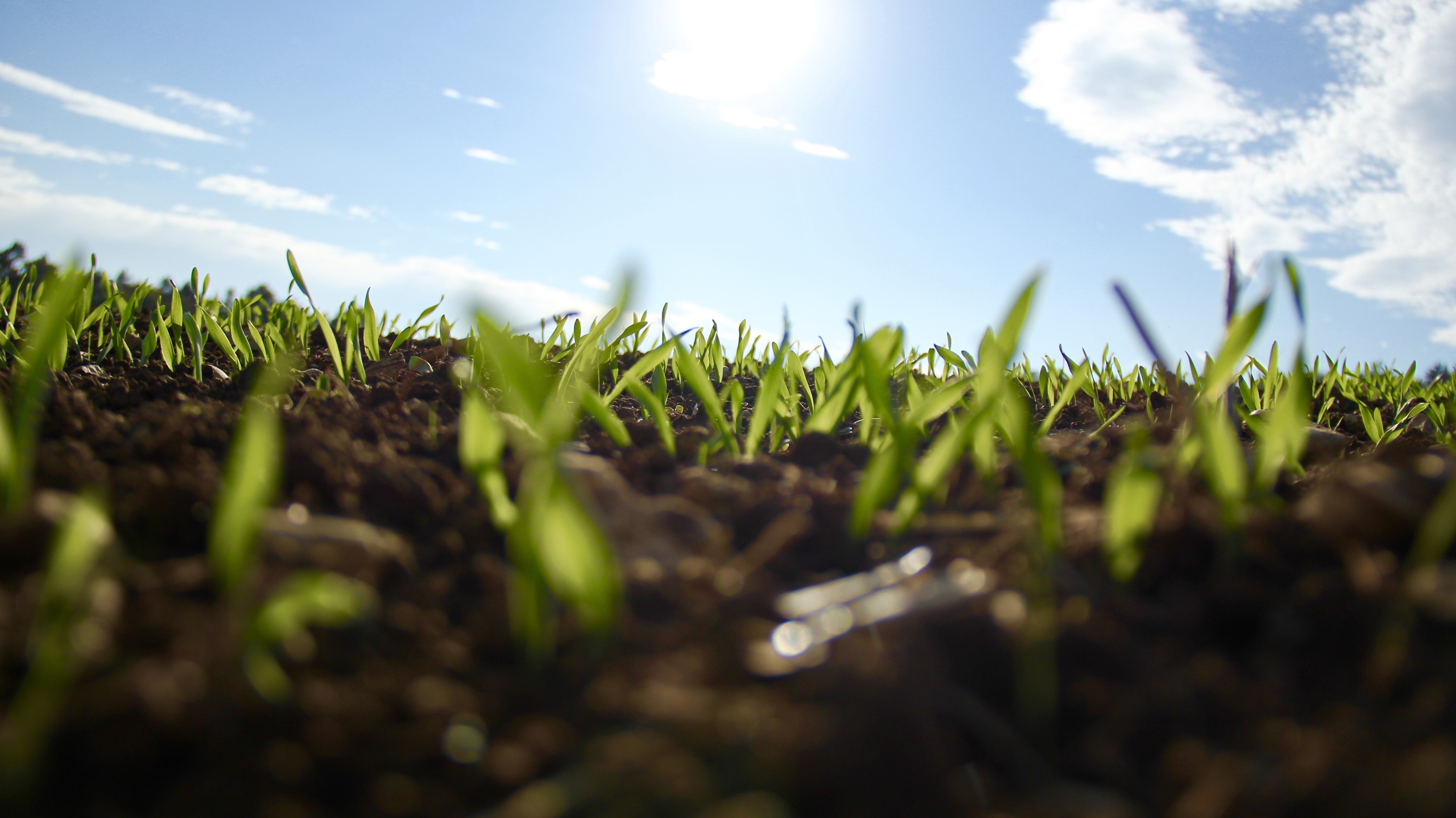 Young green sprouts emerging from dark soil under a bright sky HD Wallpaper