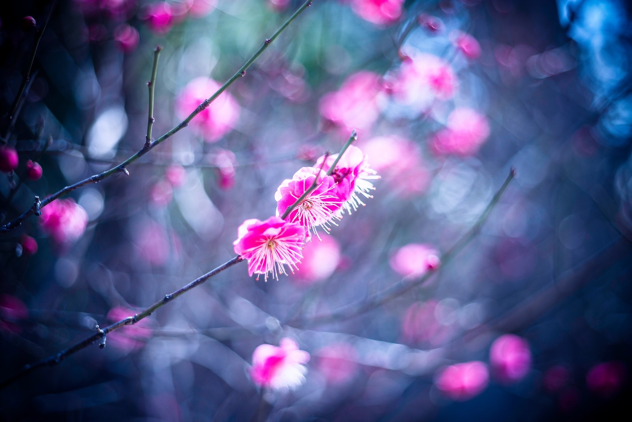 Close-up of pink plum blossoms on a branch HD Wallpaper