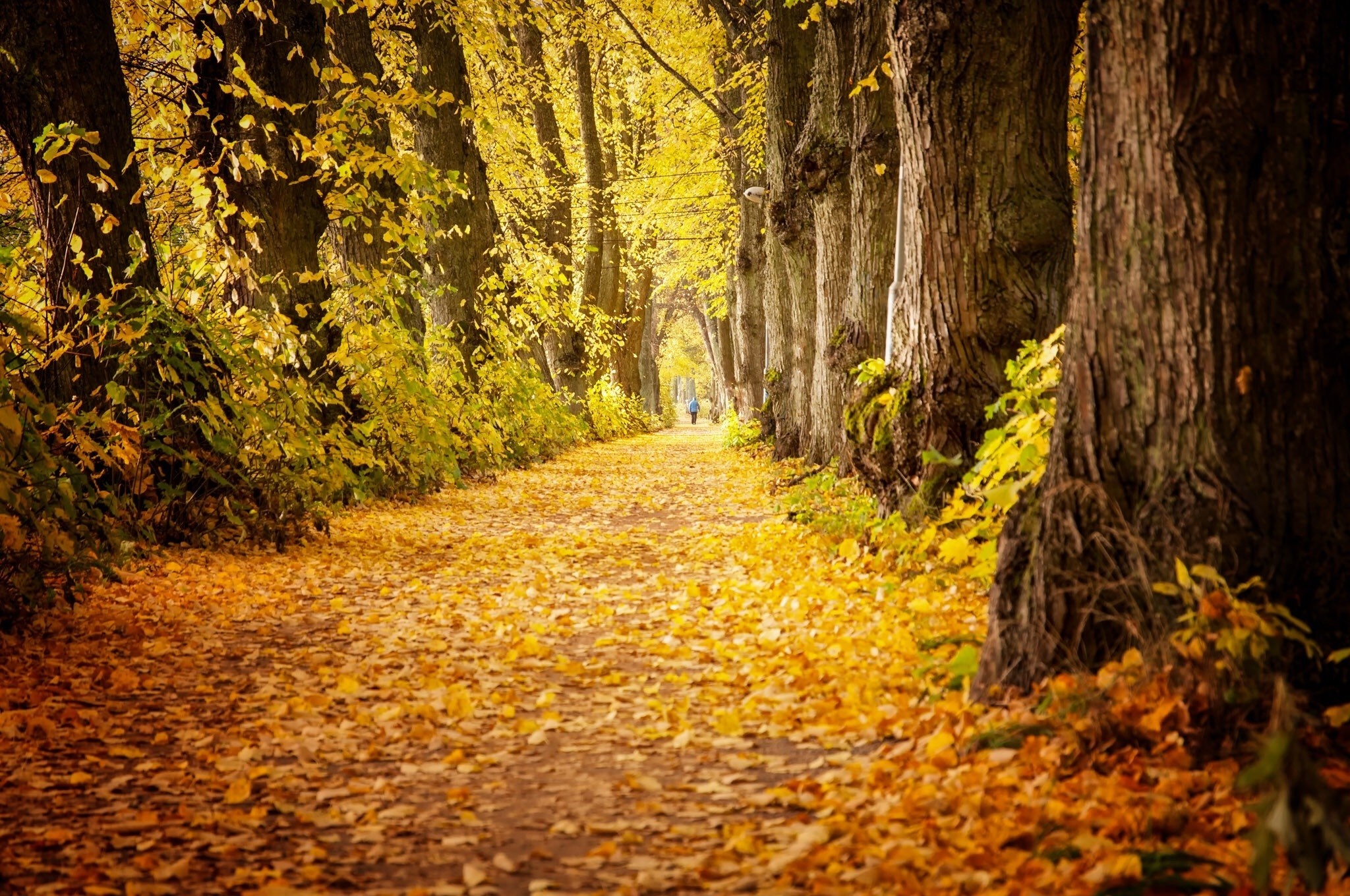 A path covered in autumn leaves with trees on either side HD Wallpaper