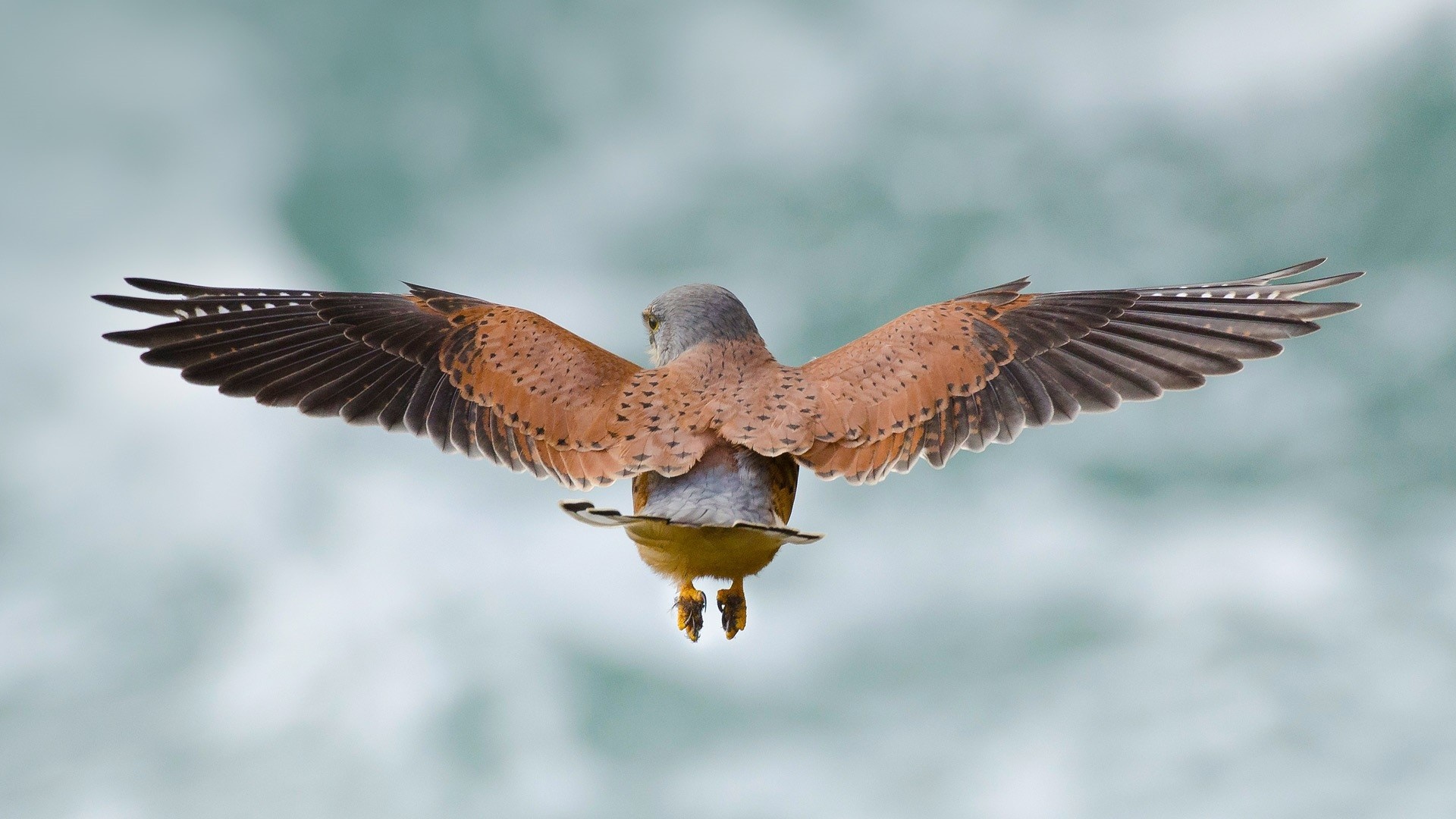 Bird of prey in flight with wings spread HD Wallpaper