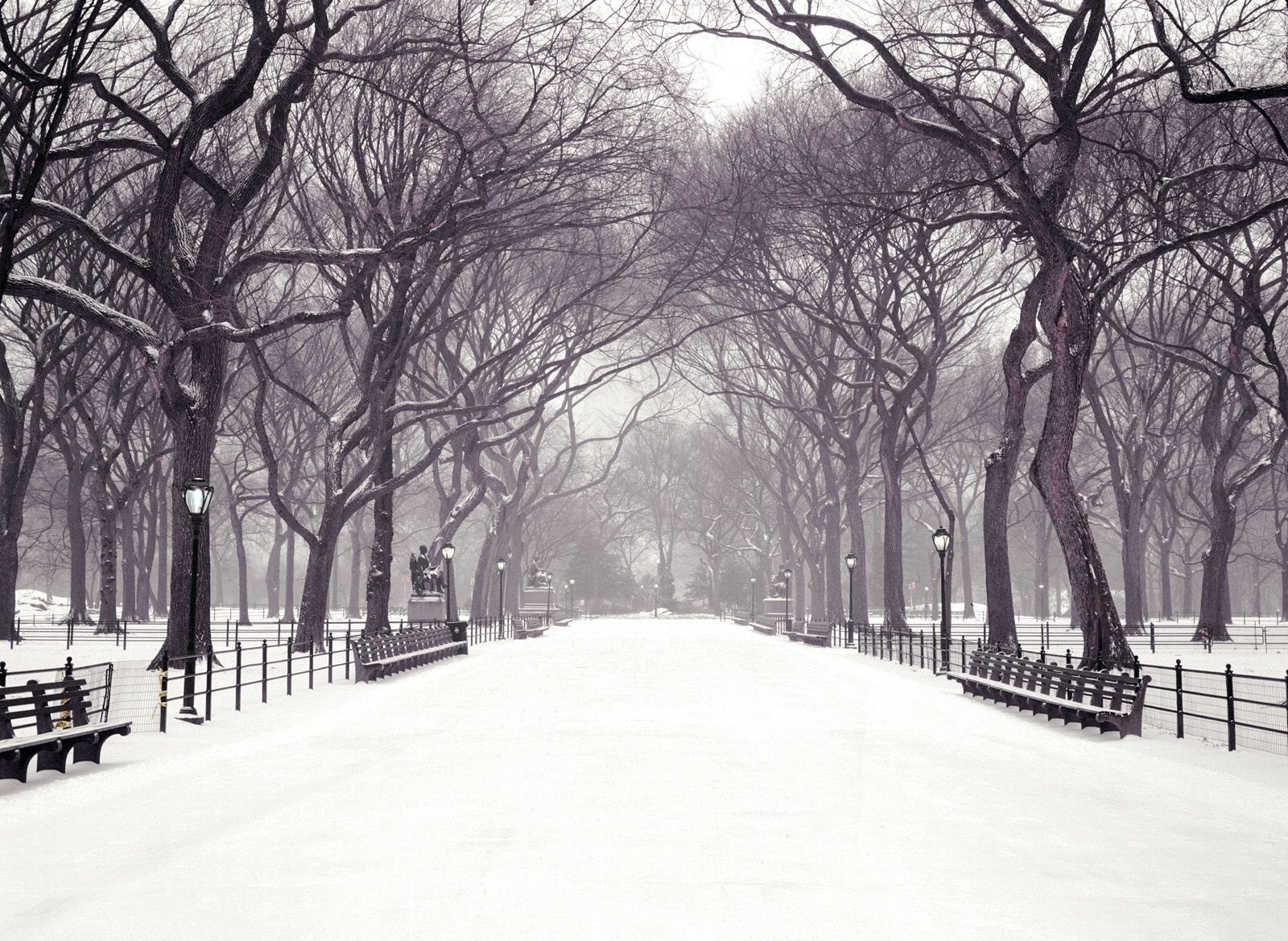 Snowy park lane with bare trees and benches HD Wallpaper