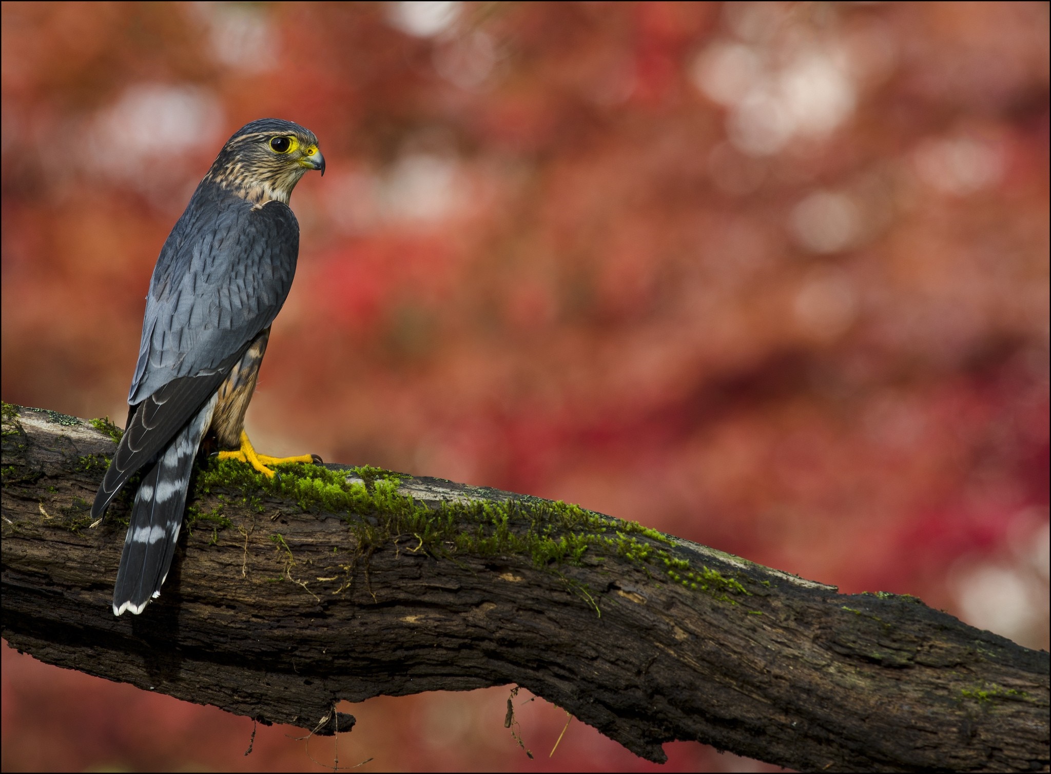 Merlin falcon perched on a mossy branch with red foliage background HD Wallpaper