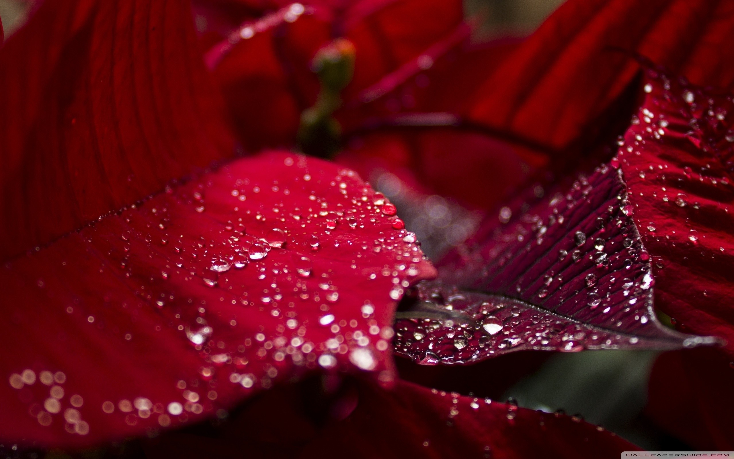 Close-up of red poinsettia petals with water droplets HD Wallpaper