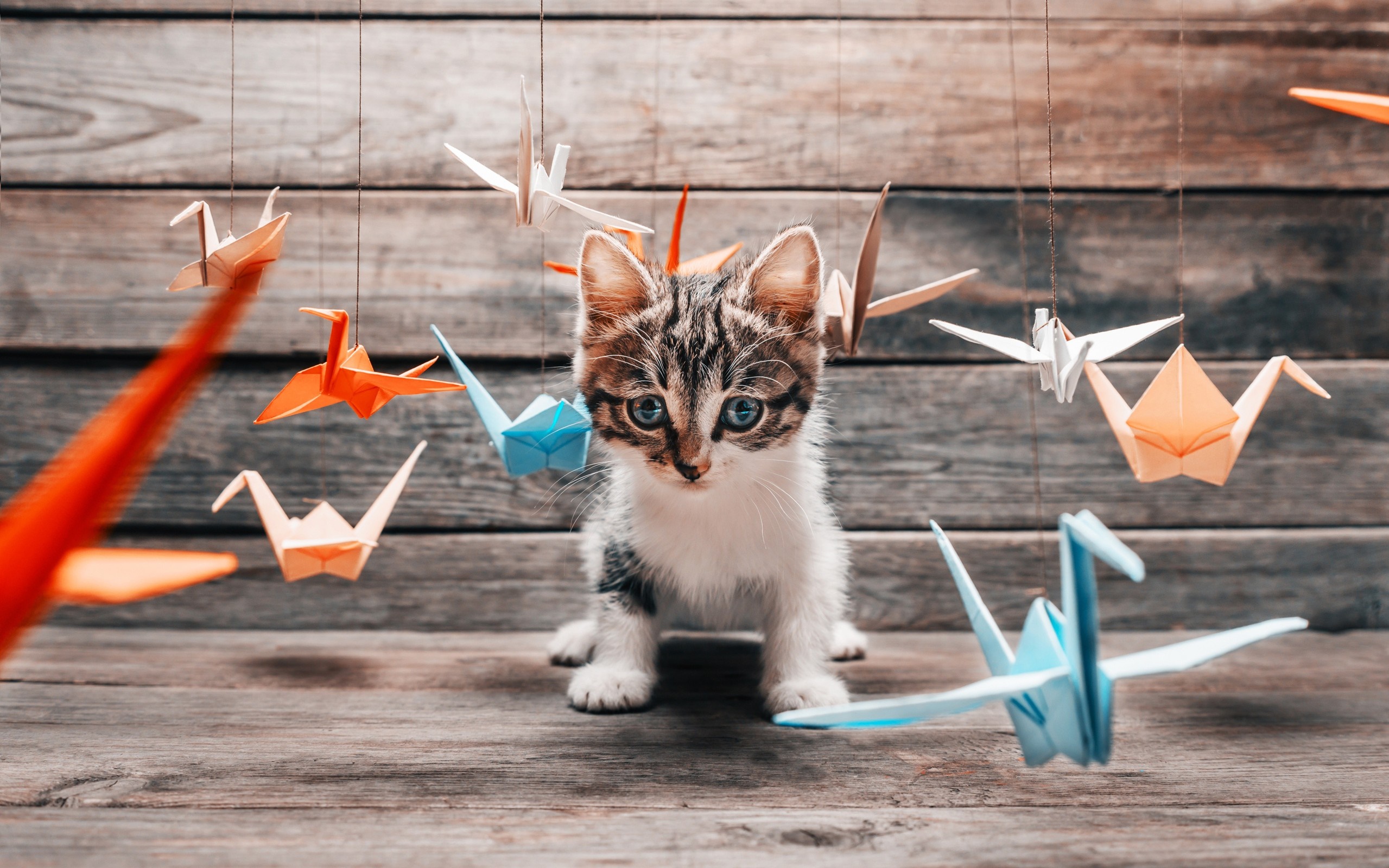 Kitten surrounded by colorful origami cranes HD Wallpaper