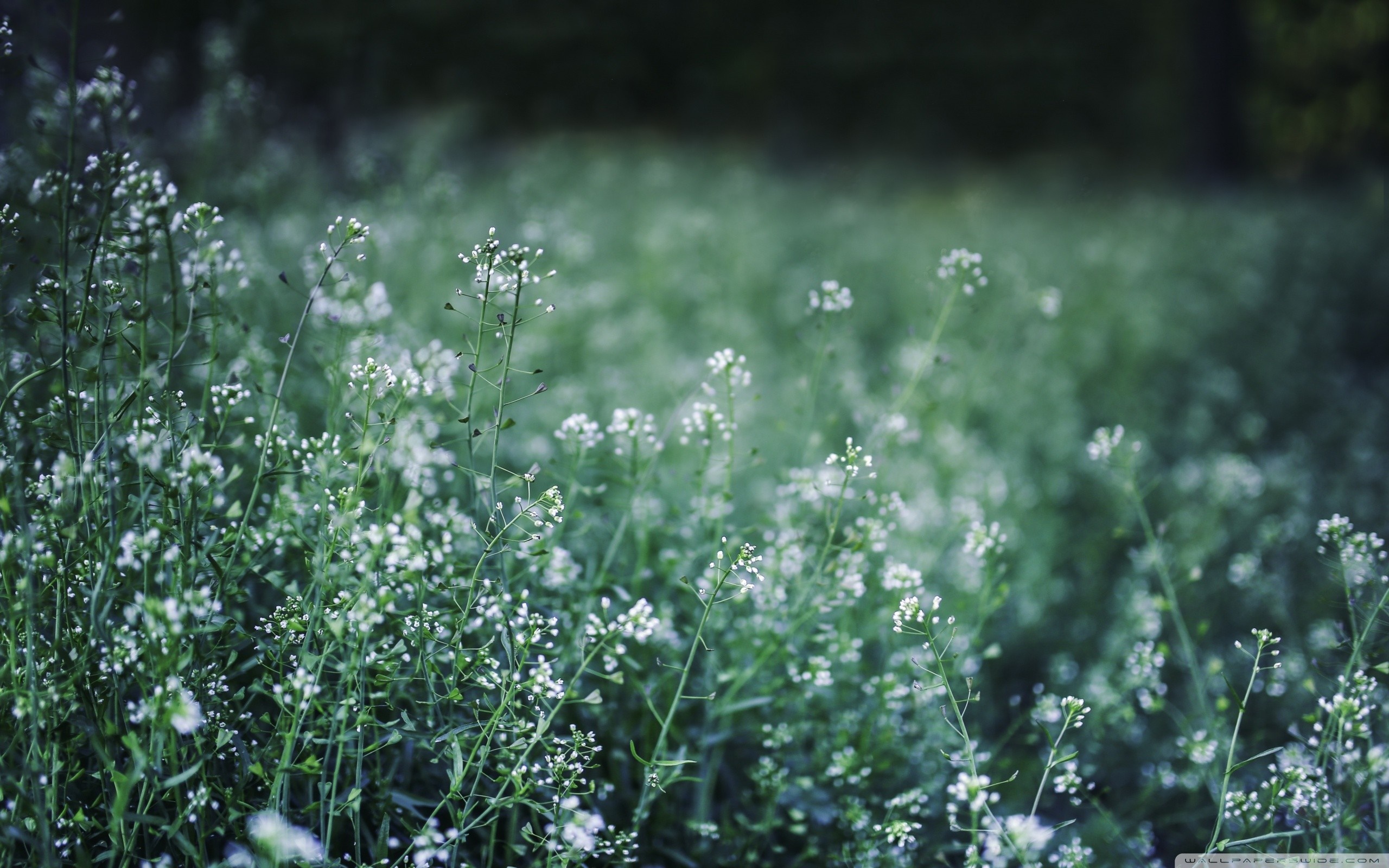 Field of small white wildflowers in soft green light HD Wallpaper