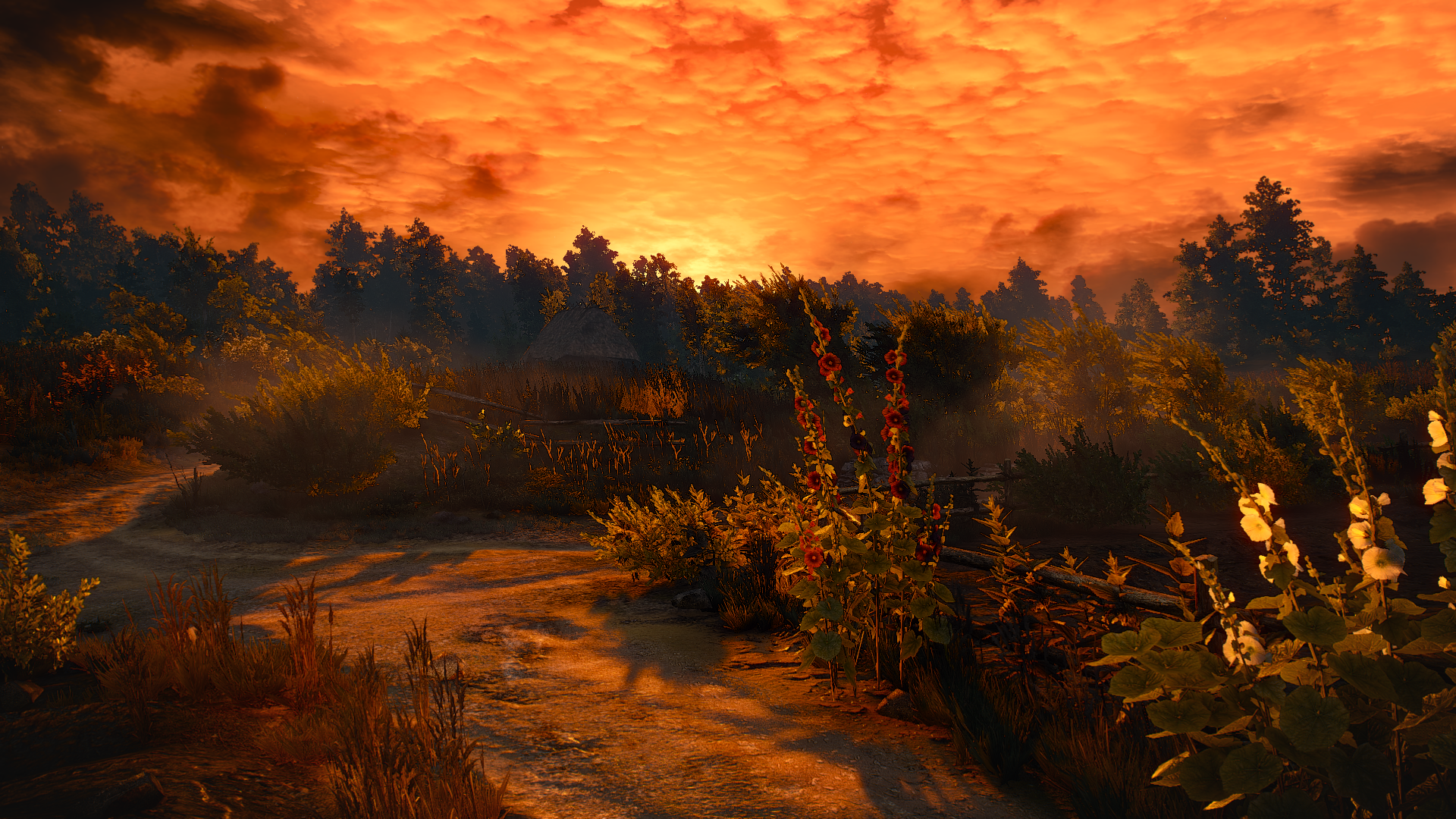 The Witcher 3 Wild Hunt: Sunset over a forest path HD Wallpaper