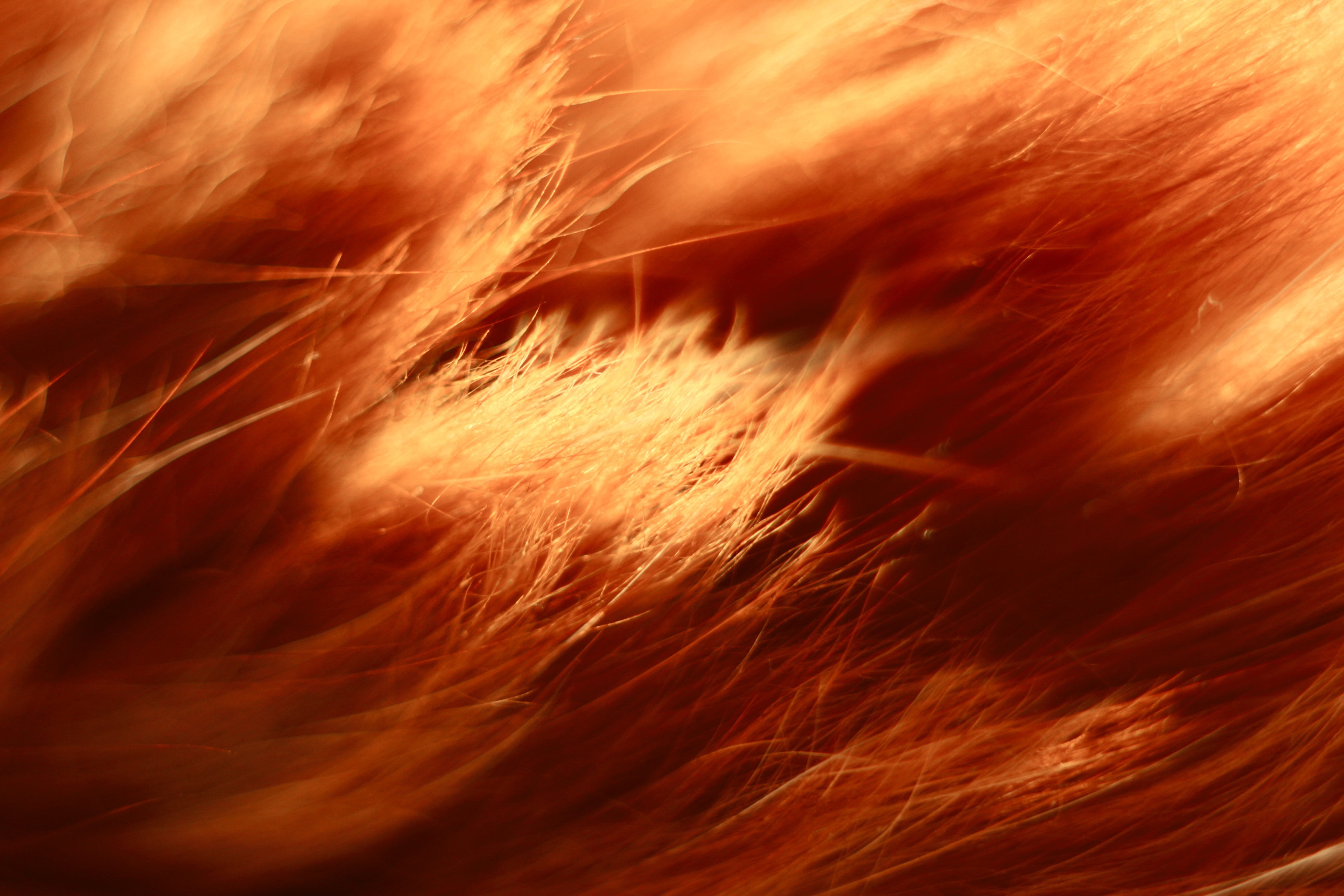 Close-up of orange and red feathers HD Wallpaper