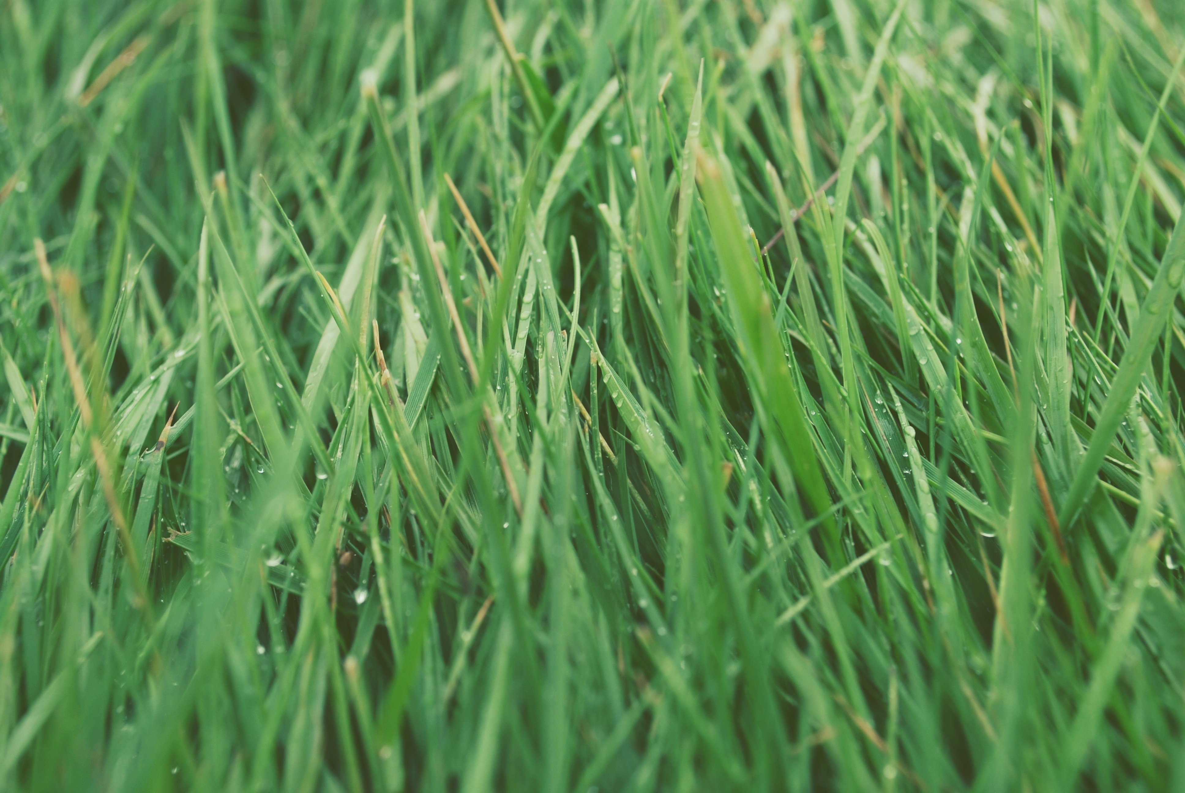 Close-up of green grass with water droplets HD Wallpaper