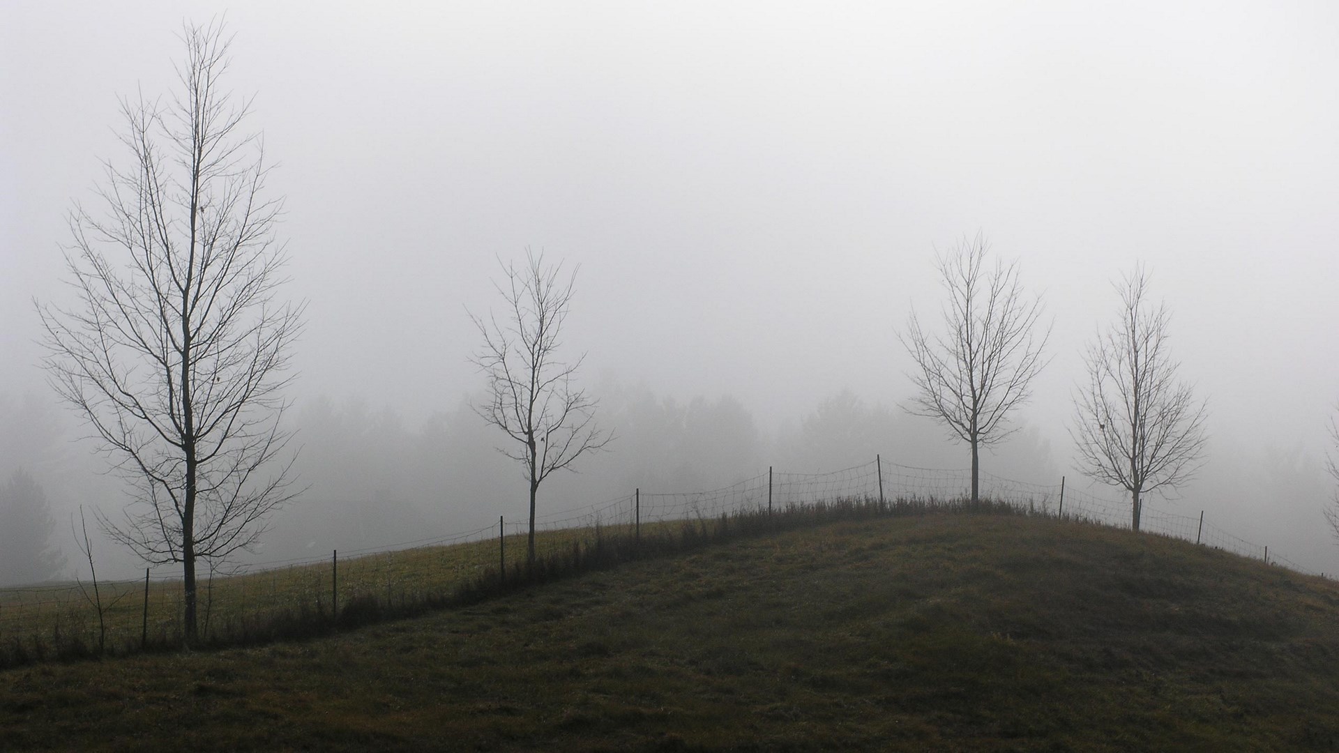 Bare trees on a foggy hill with a fence HD Wallpaper