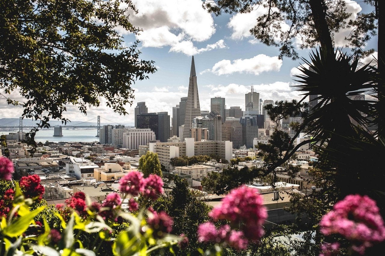 San Francisco cityscape with flowers in foreground HD Wallpaper