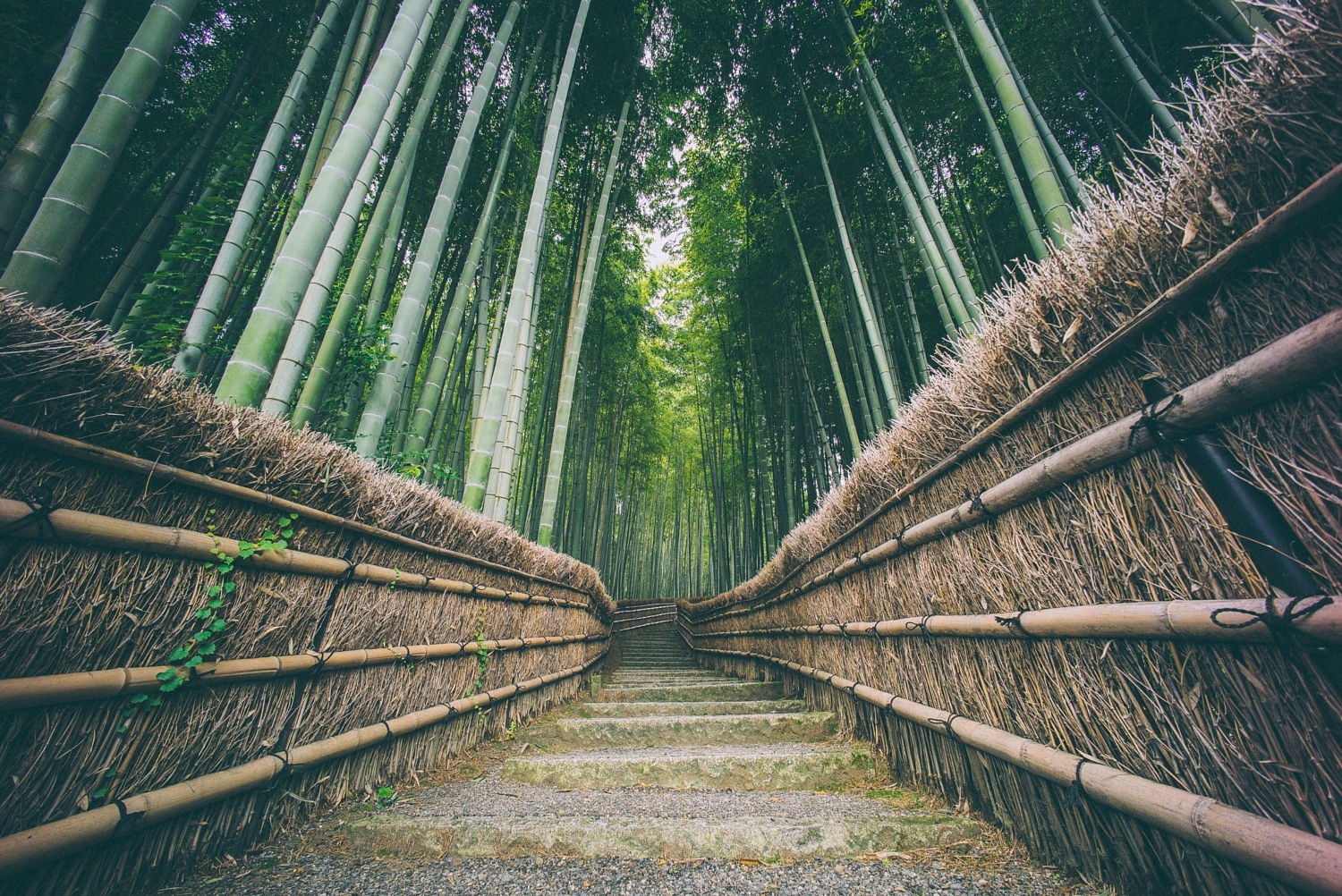 Stone steps leading through a bamboo forest with straw fences HD Wallpaper