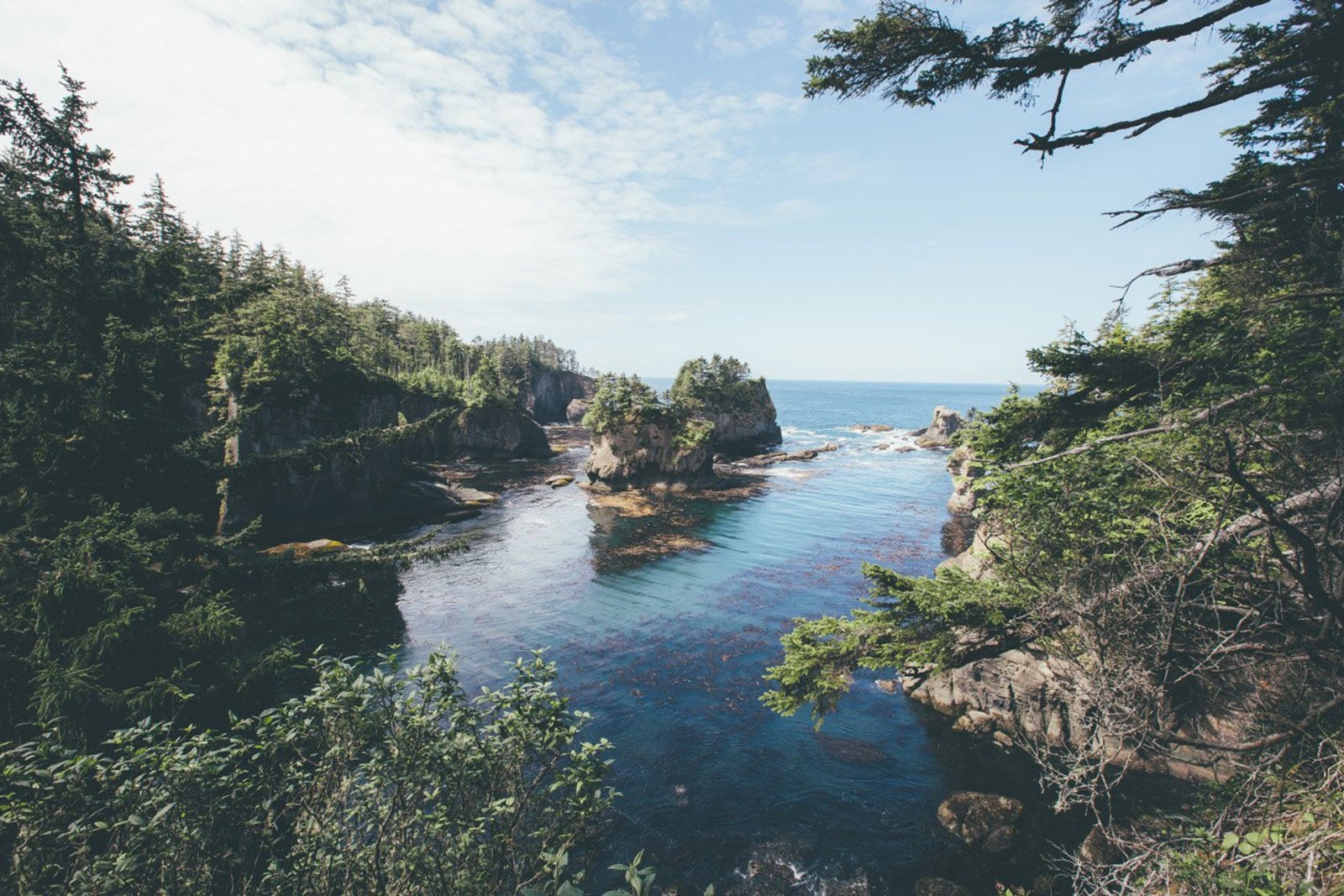 Rocky coast with trees and the ocean HD Wallpaper