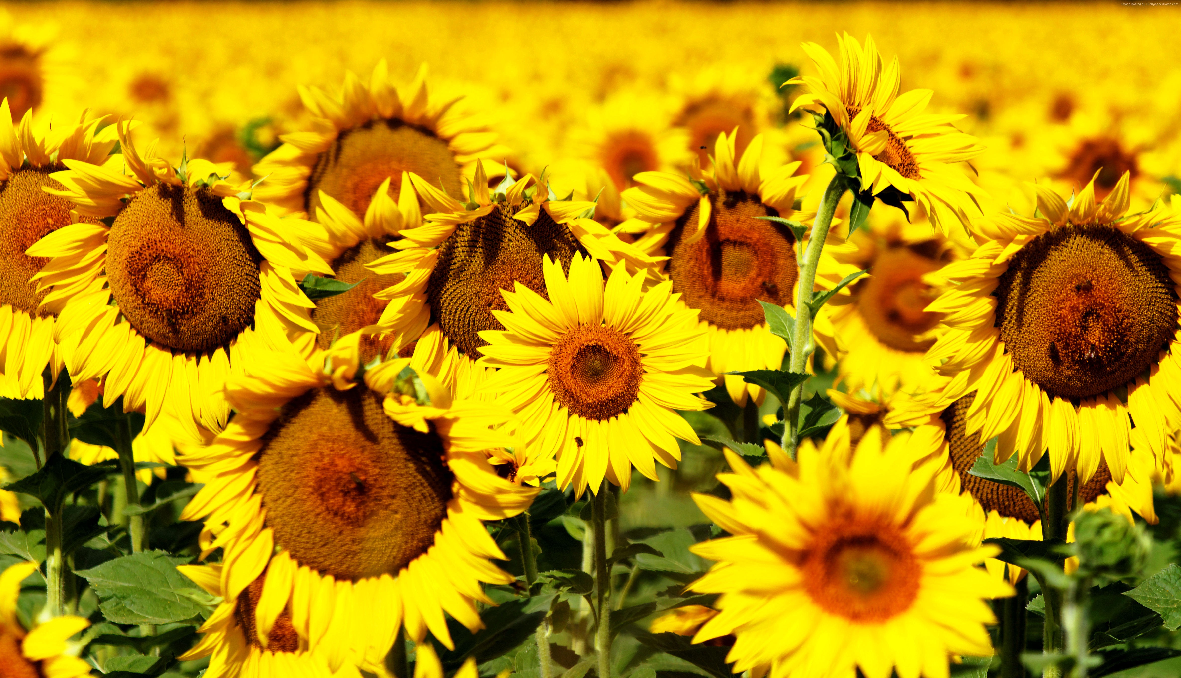 Field of Sunflowers 4K HD Wallpaper