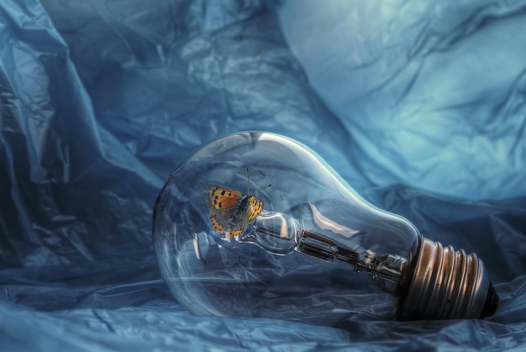 Butterfly inside a light bulb HD Wallpaper