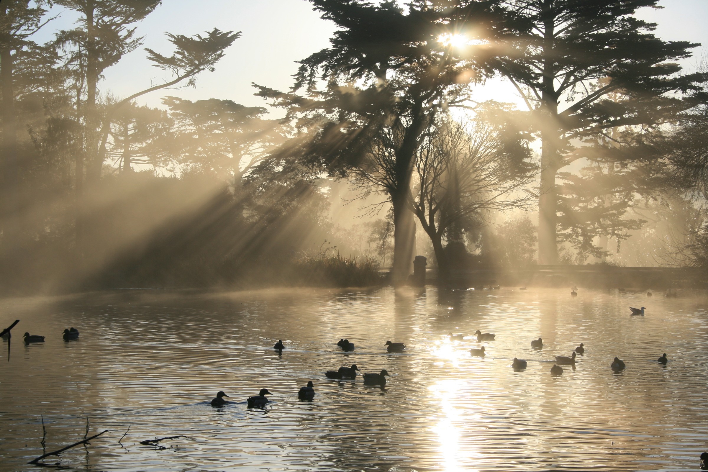 Ducks swimming in a misty lake at sunrise with sunbeams HD Wallpaper
