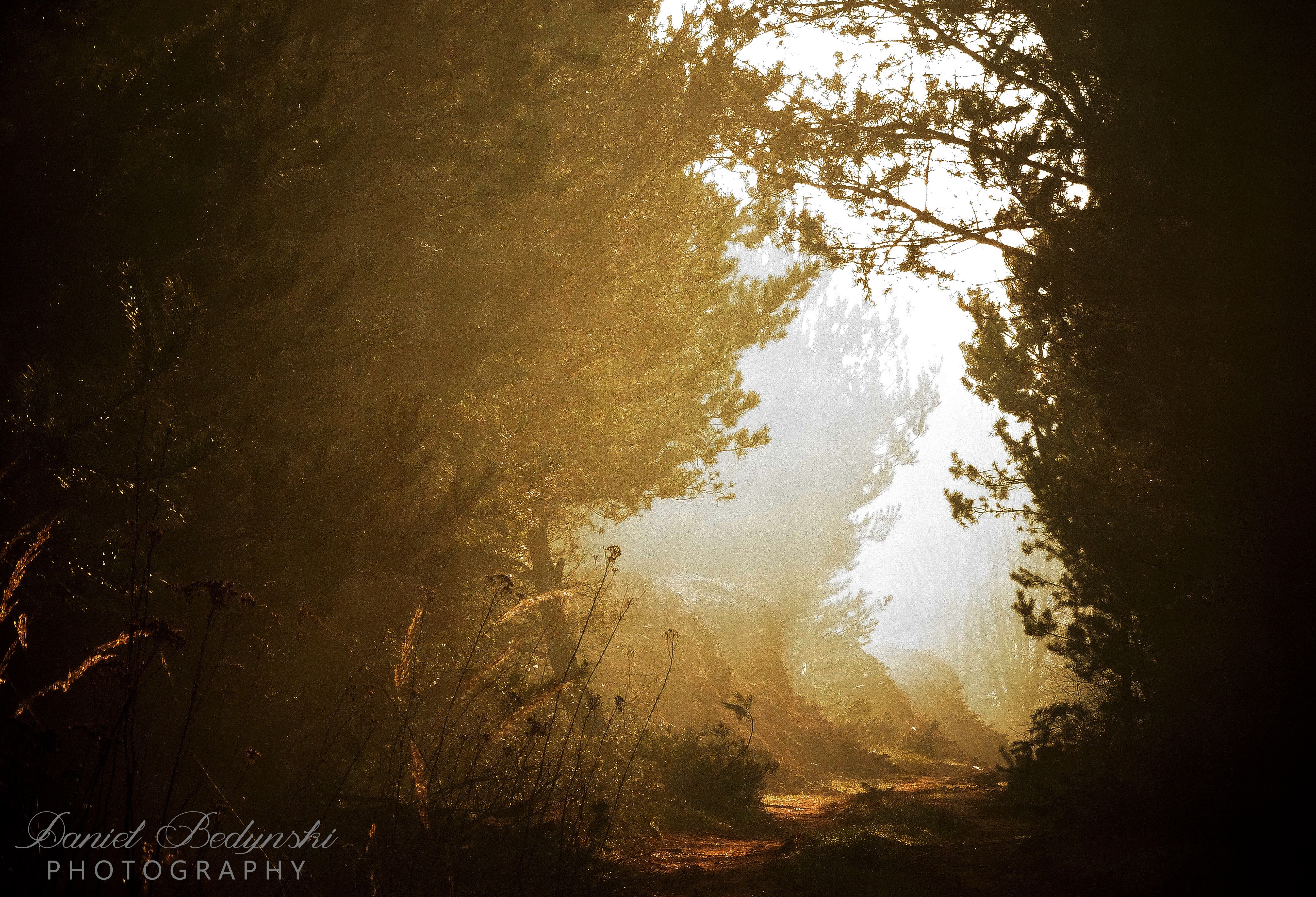 Sunlight filtering through a misty forest path HD Wallpaper
