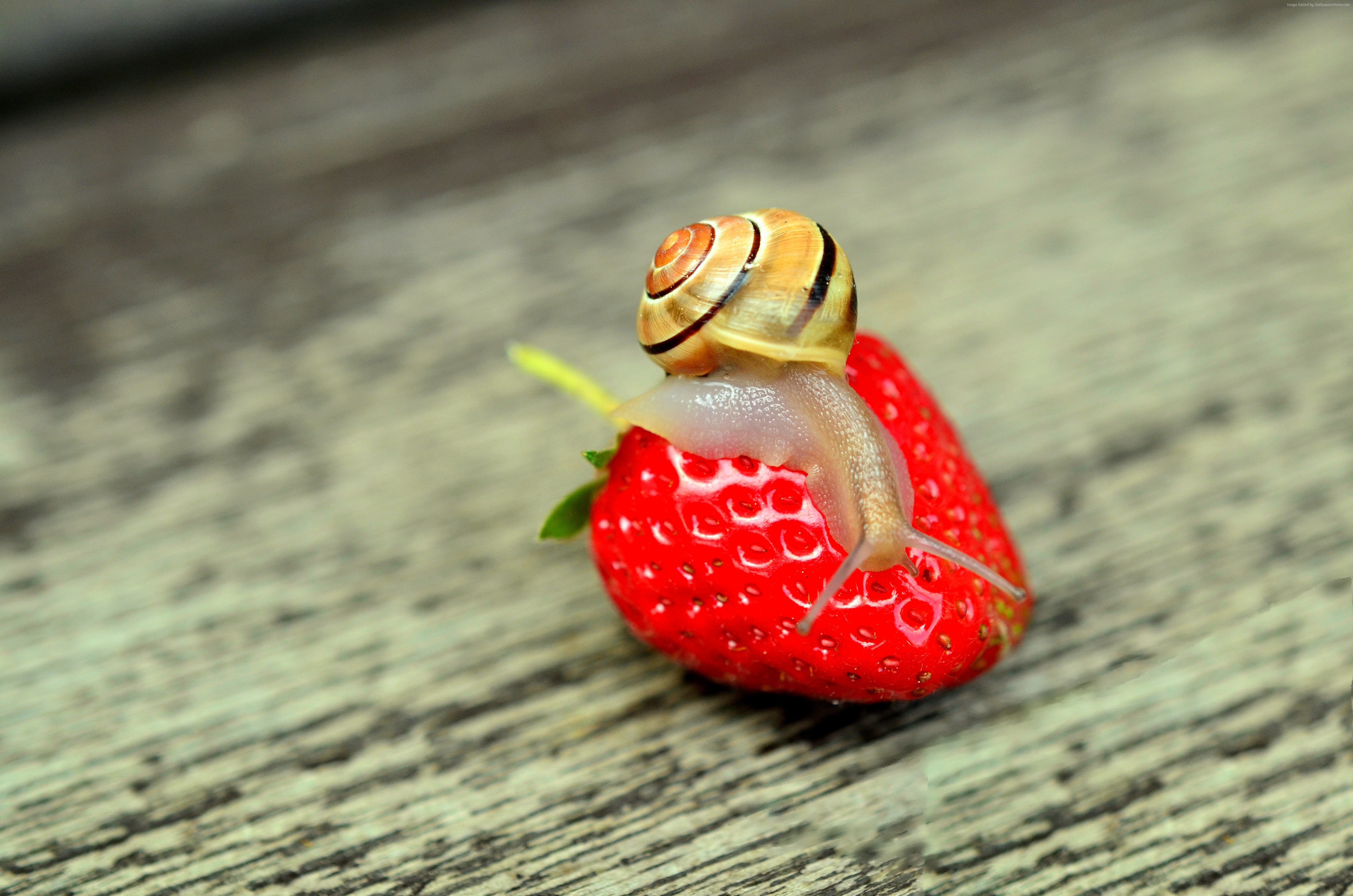 Snail on a strawberry HD Wallpaper