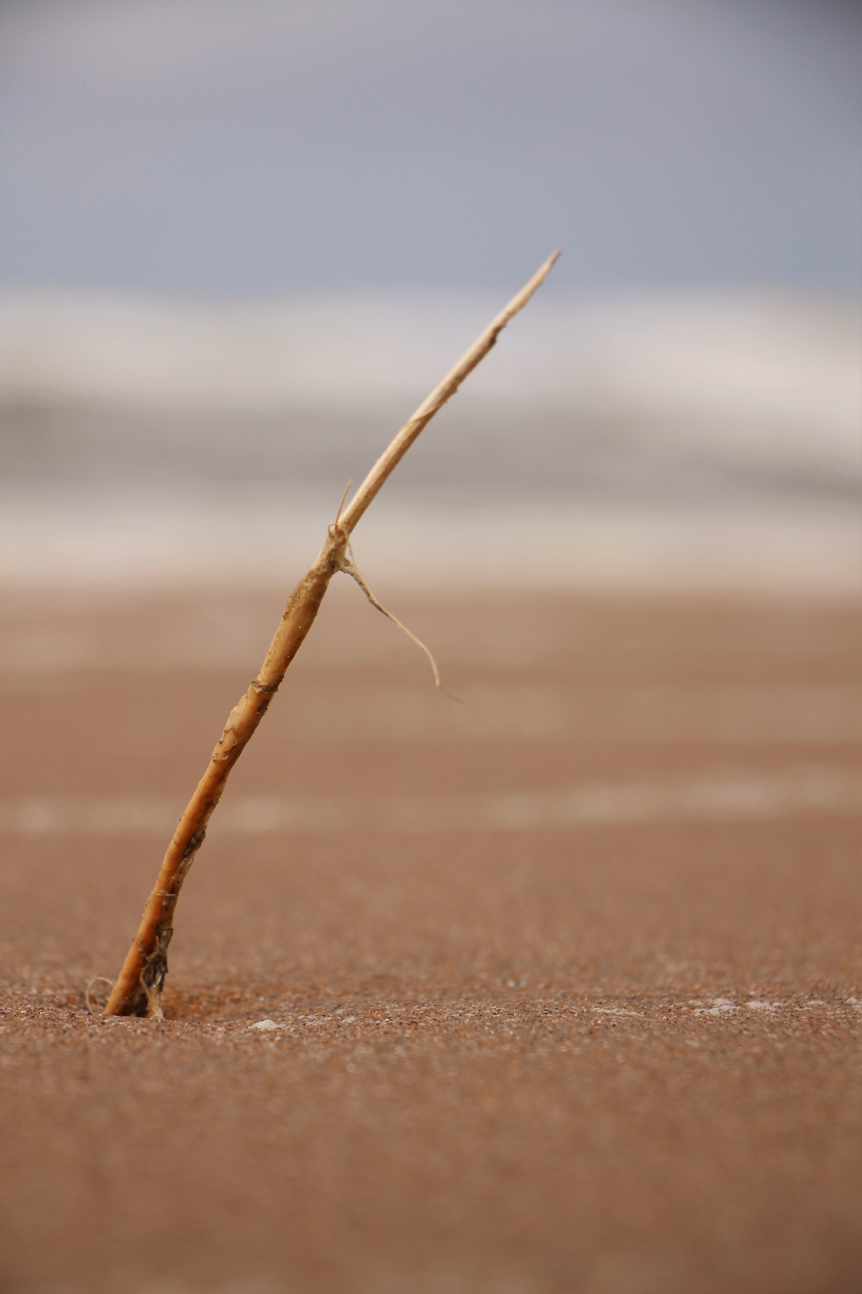 Dry reed on a sandy beach HD Wallpaper